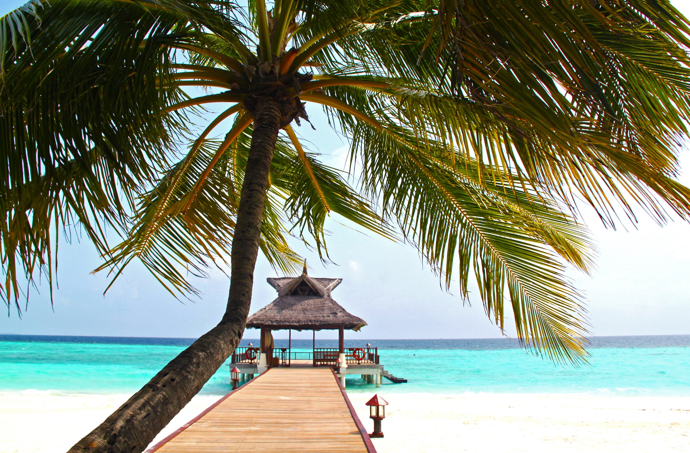 Wallpapers beach sea tree on the desktop