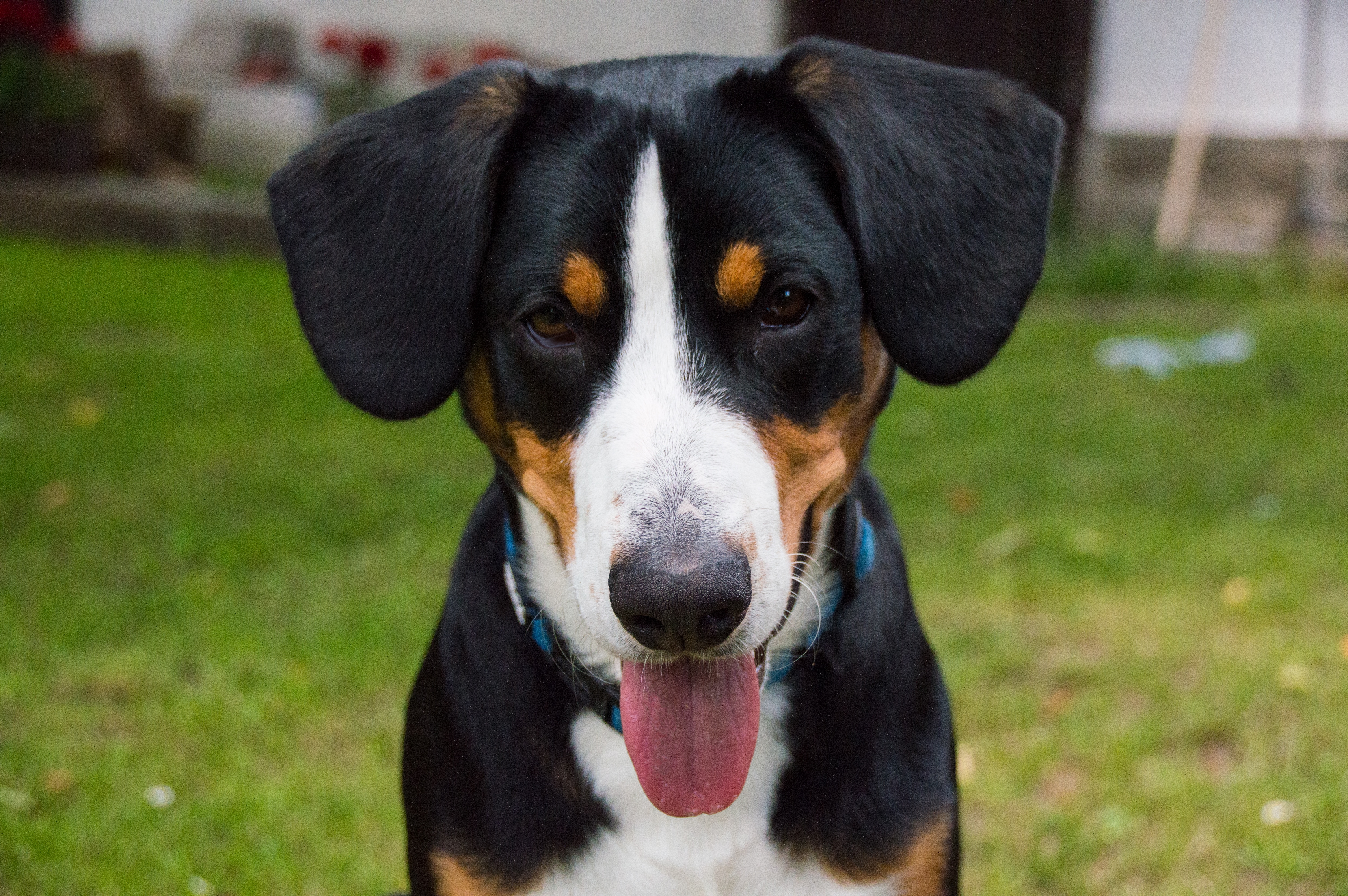 Free photo The lop-eared dog is showing his tongue