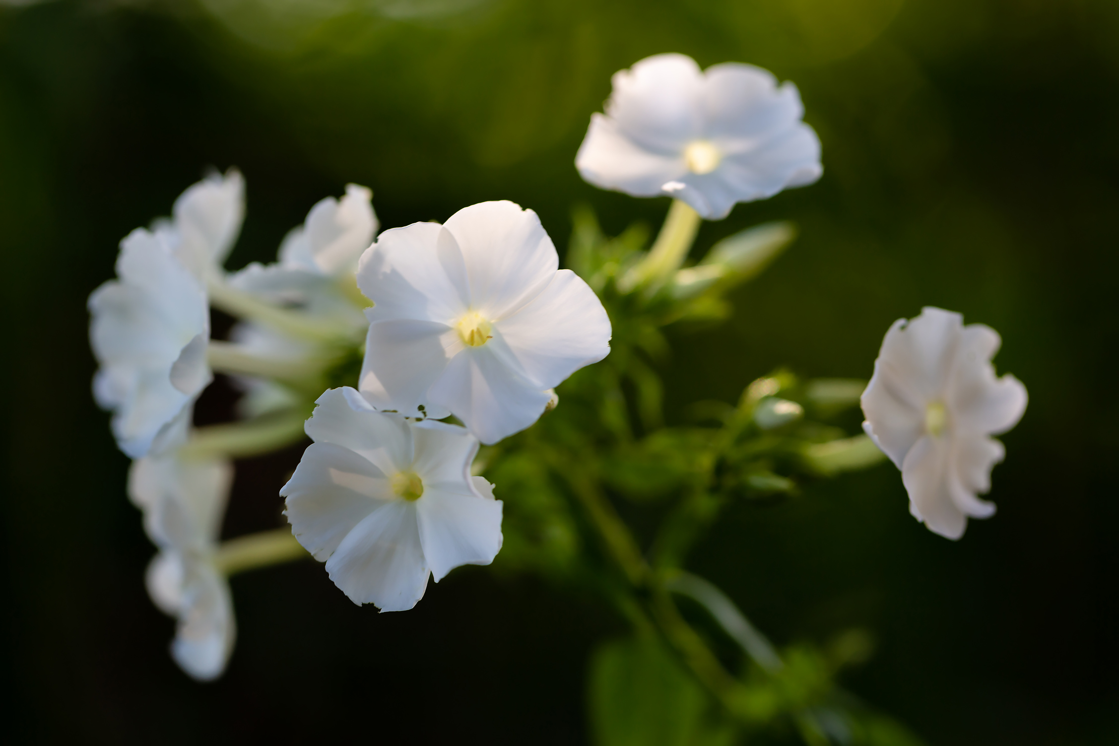 白色的凤仙花