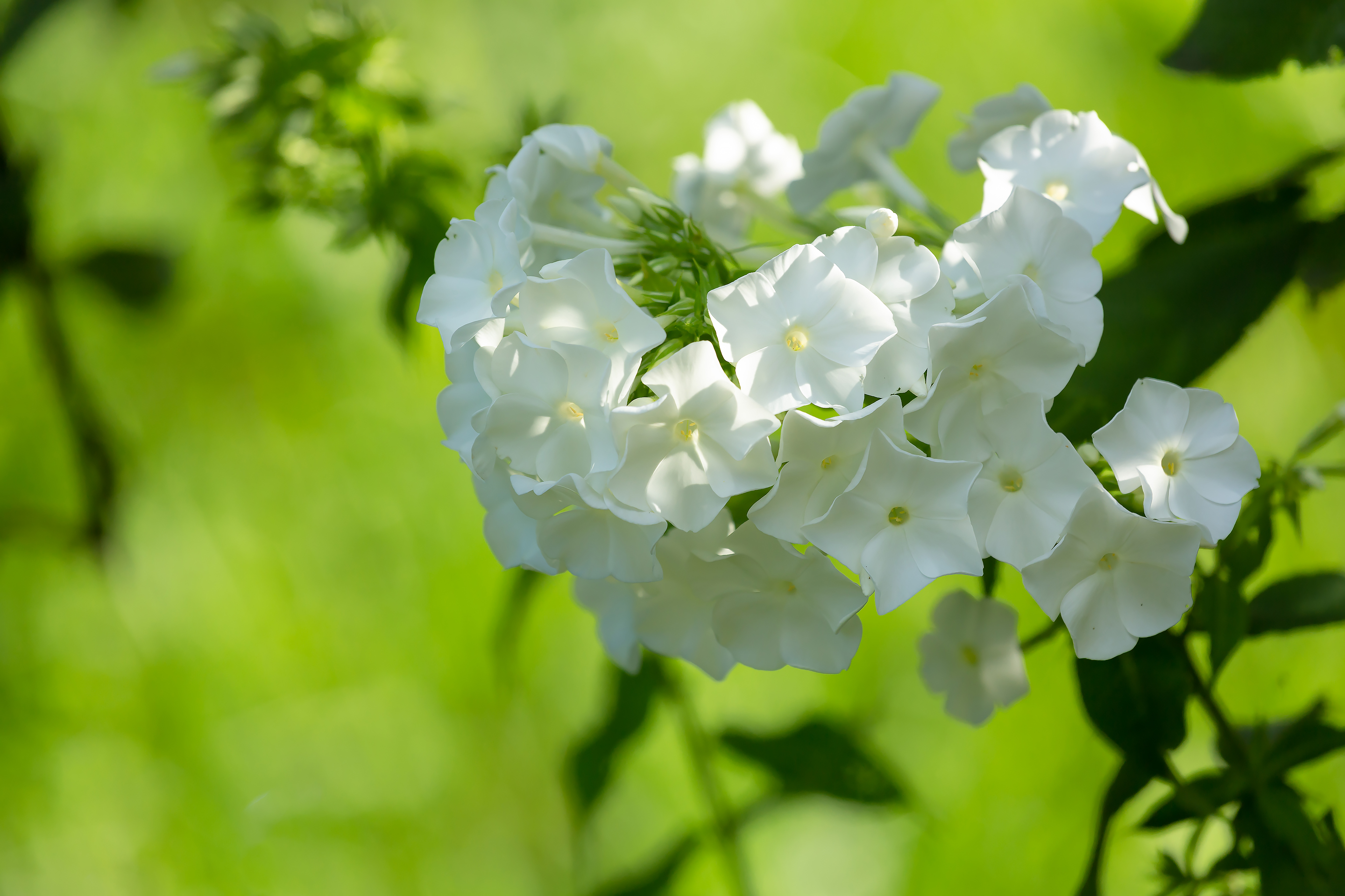 免费照片白色凤仙花