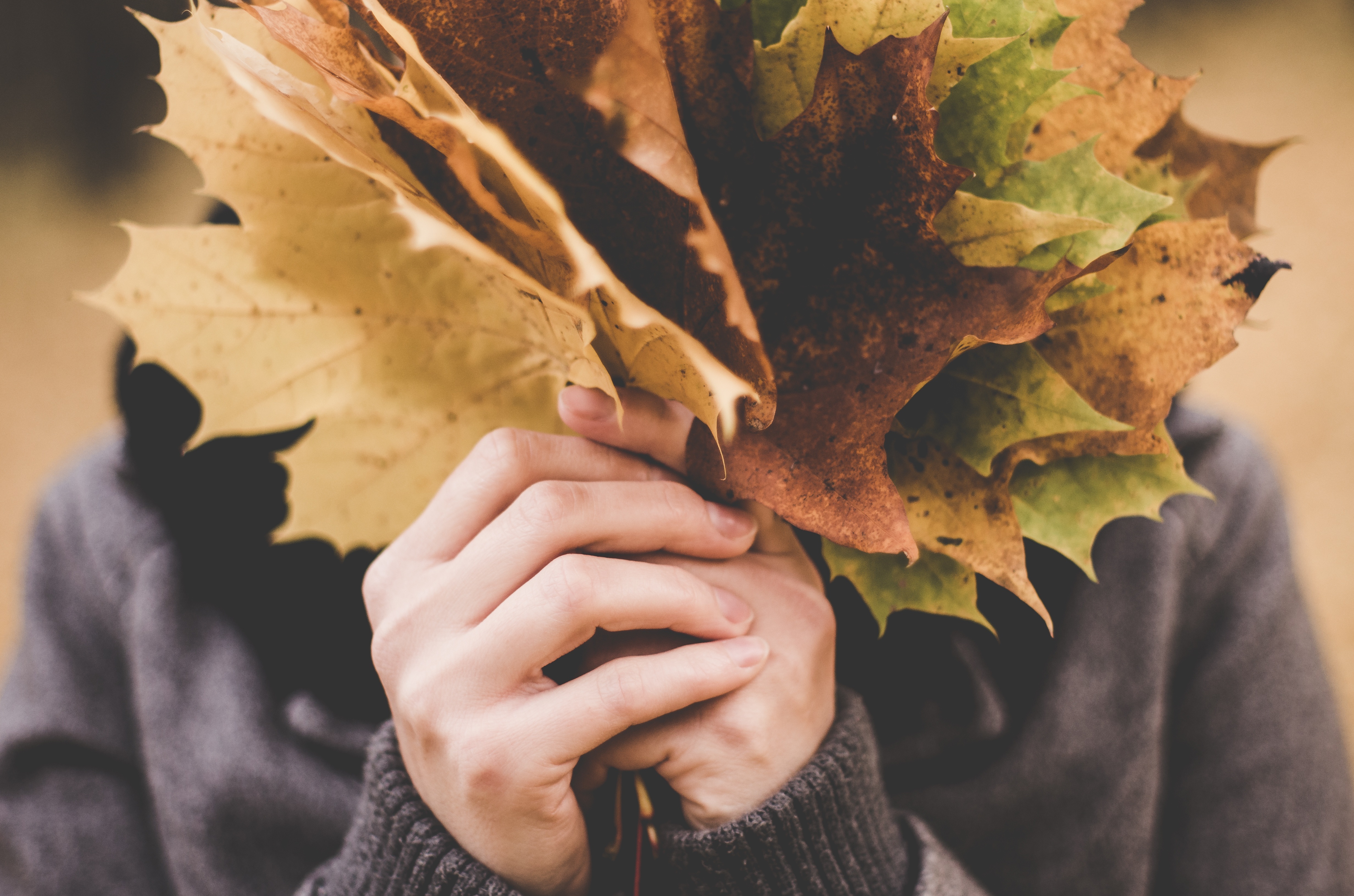 Free photo Big fall leaves in human hands