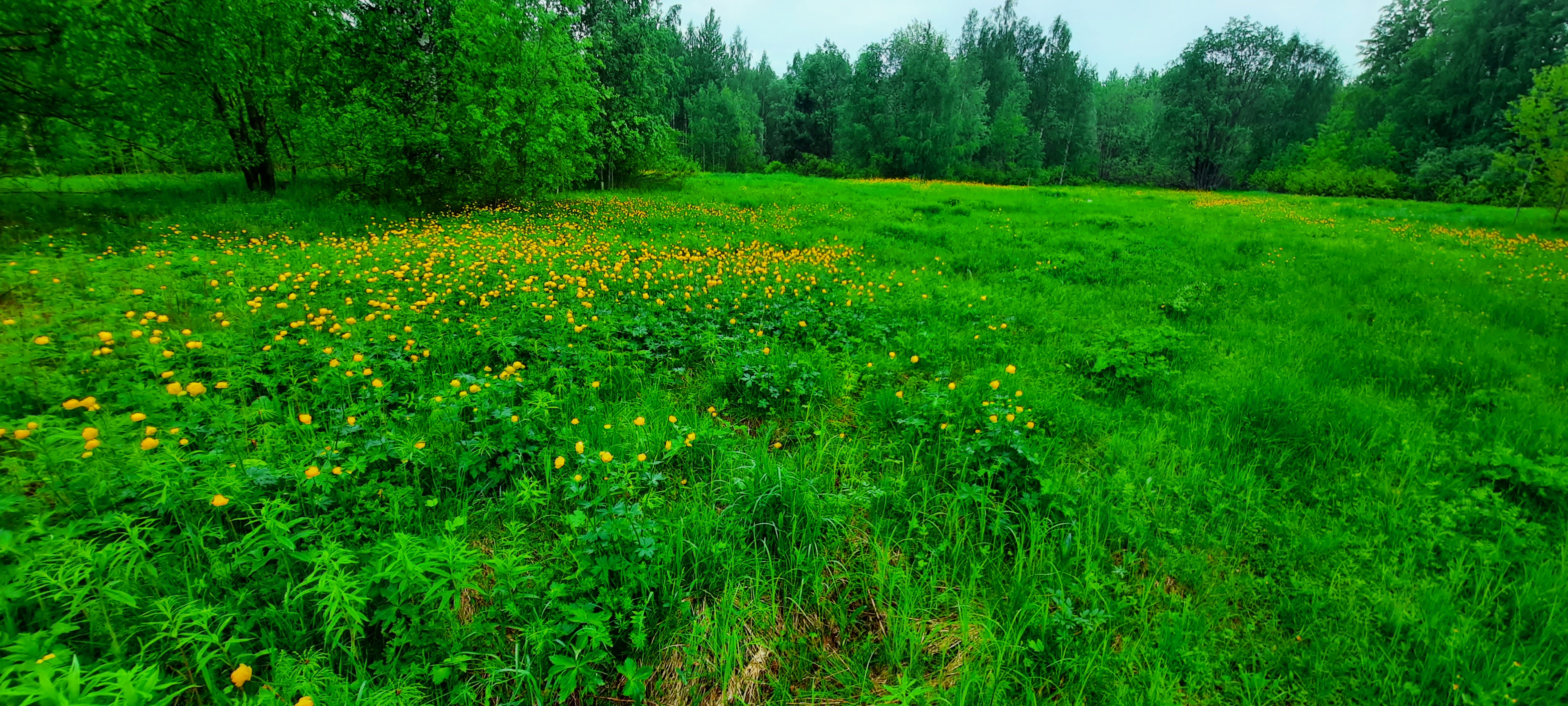 Free photo A glade in the rain