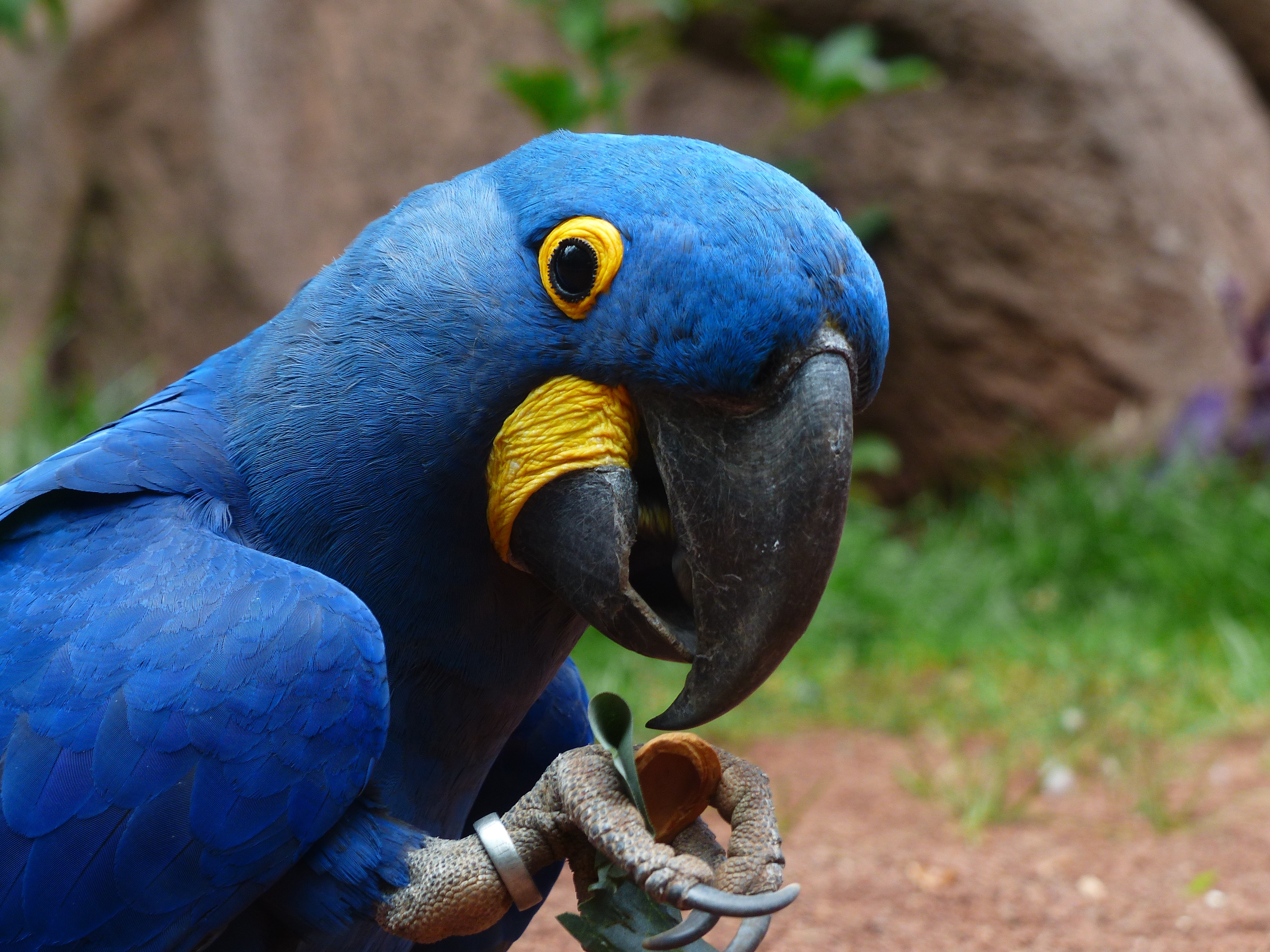 蓝鹦鹉阿拉的自拍照