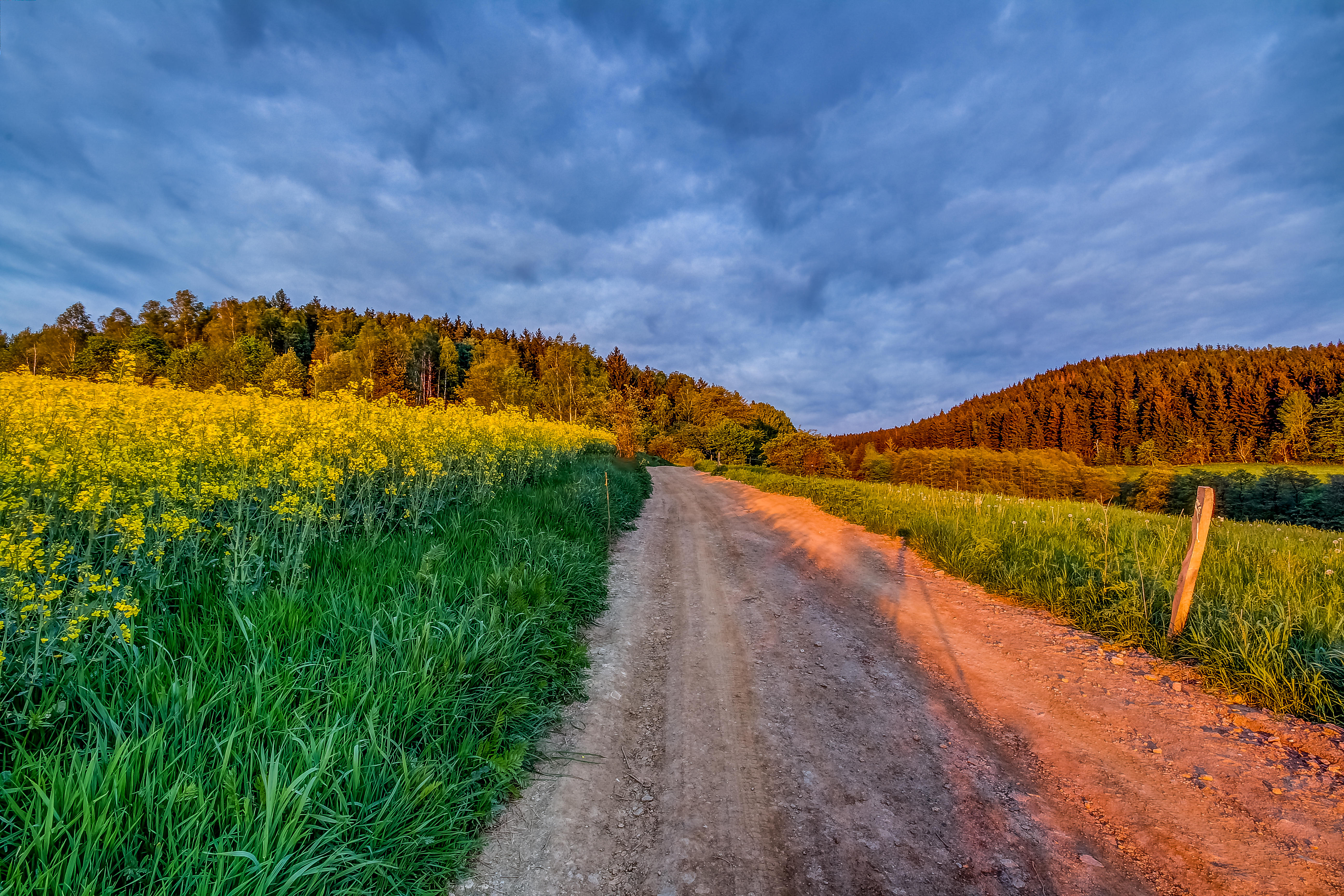 Wallpapers dirt road forest trail on the desktop