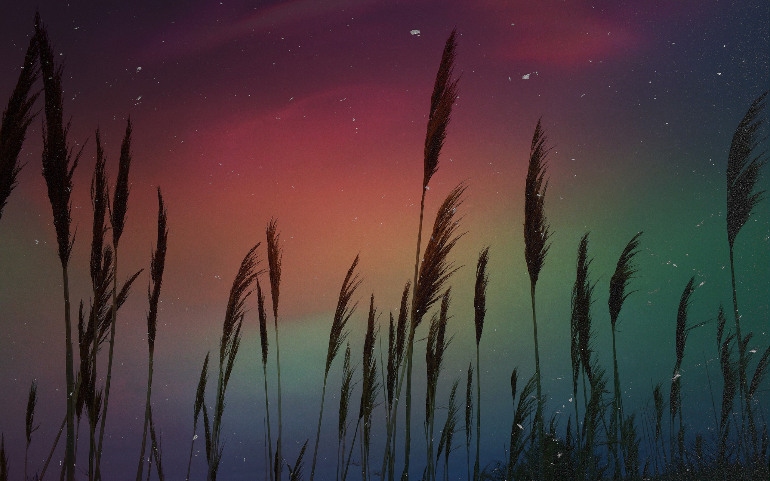 Aurora over the reeds