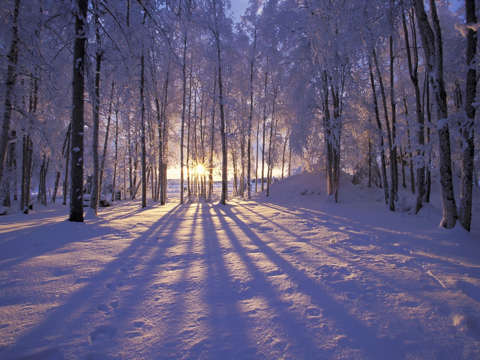 Free photo Sunset among snow-covered birches