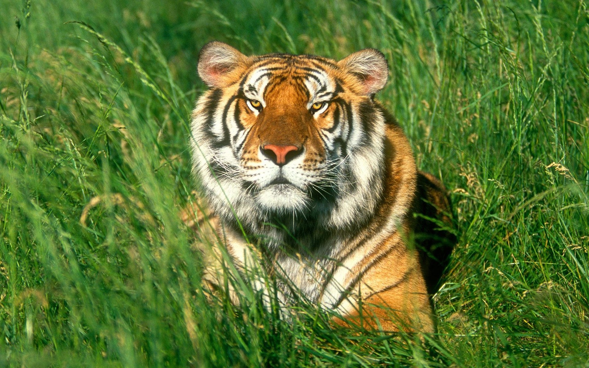 桌面上的壁纸猛虎 草地 大猫