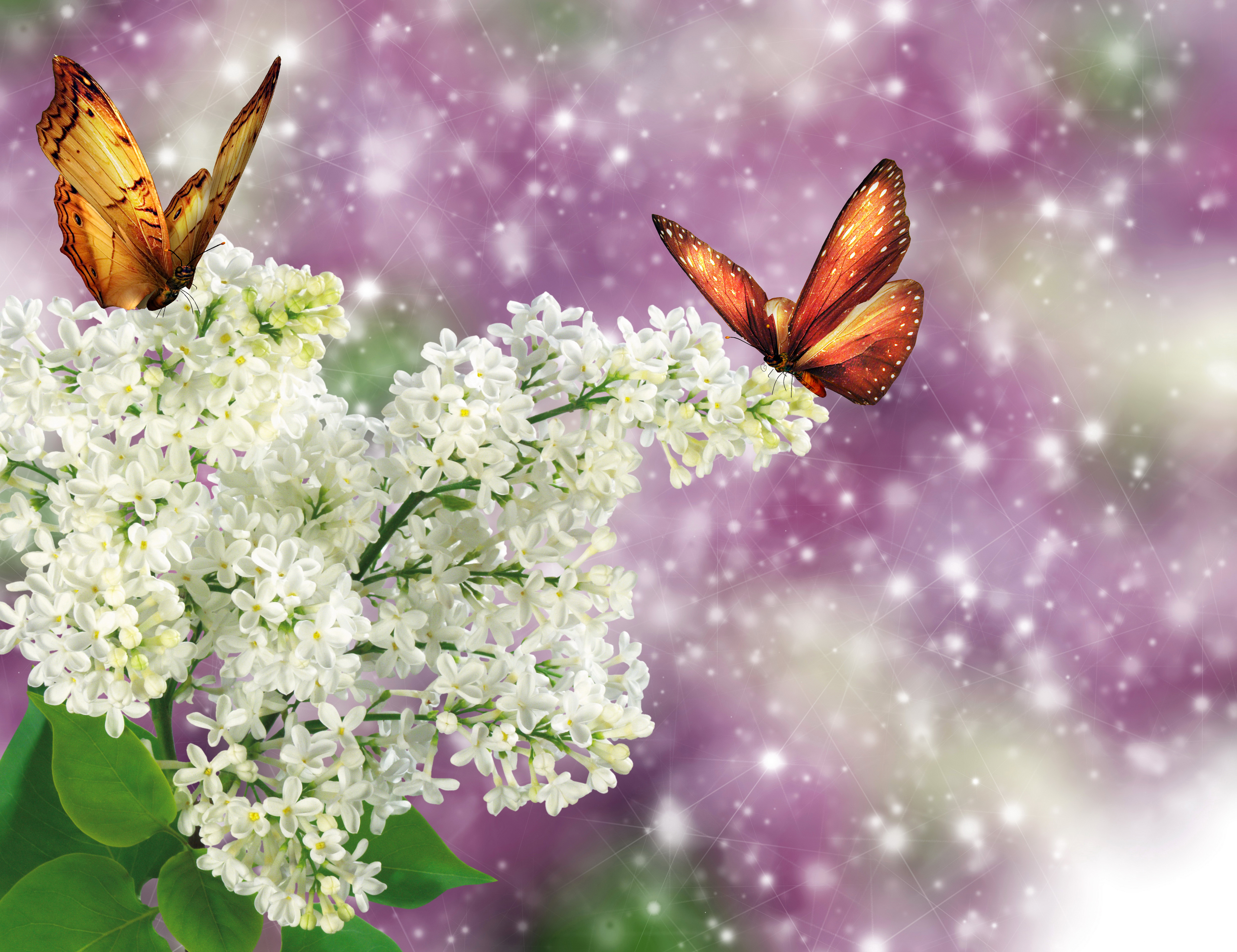 Wallpapers butterflies flora lilac on the desktop