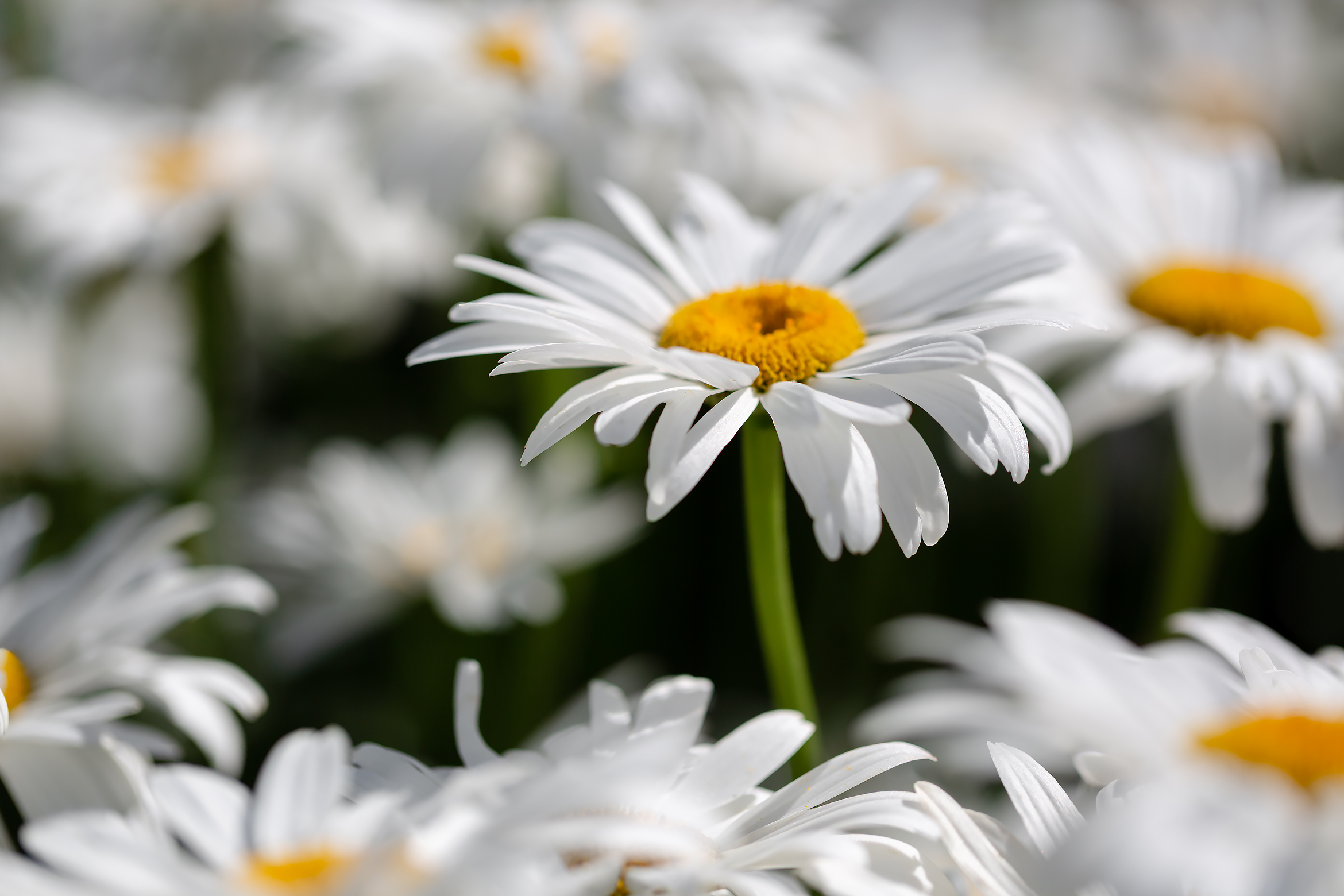 Бесплатное фото Ромашки