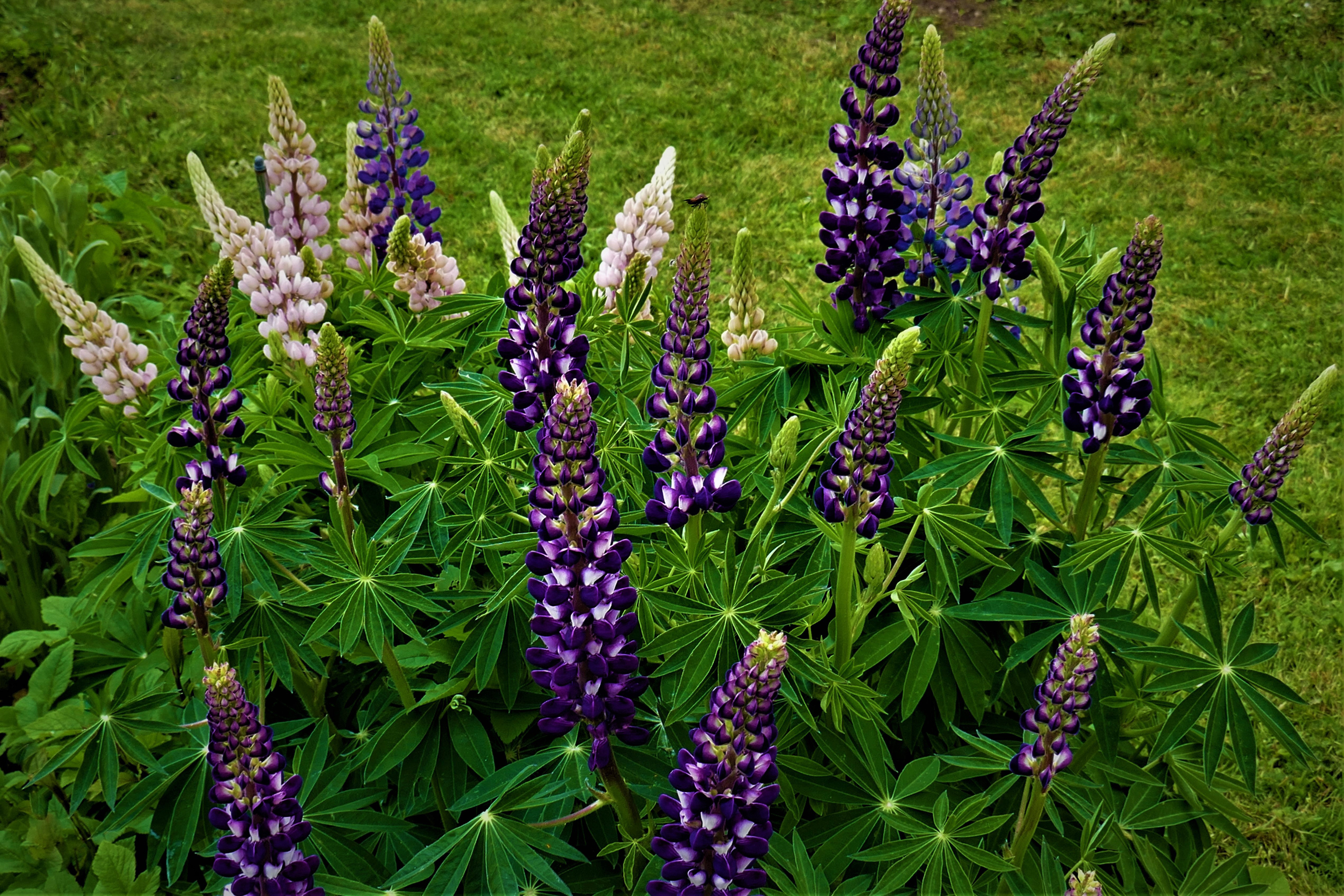 Wallpapers flowers lupinus closeup on the desktop