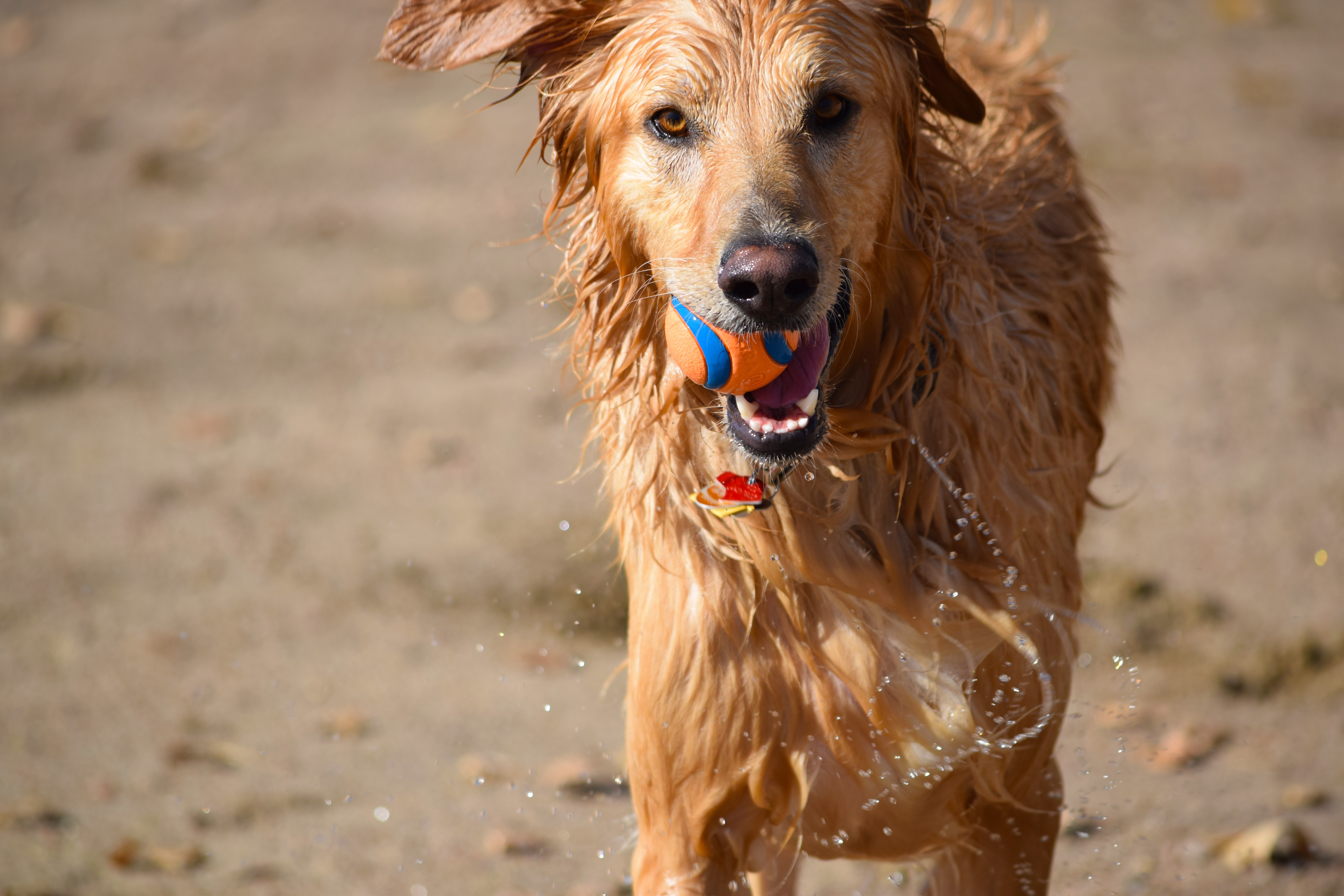 桌面上的壁纸金毛寻回犬 潮湿 湿漉漉