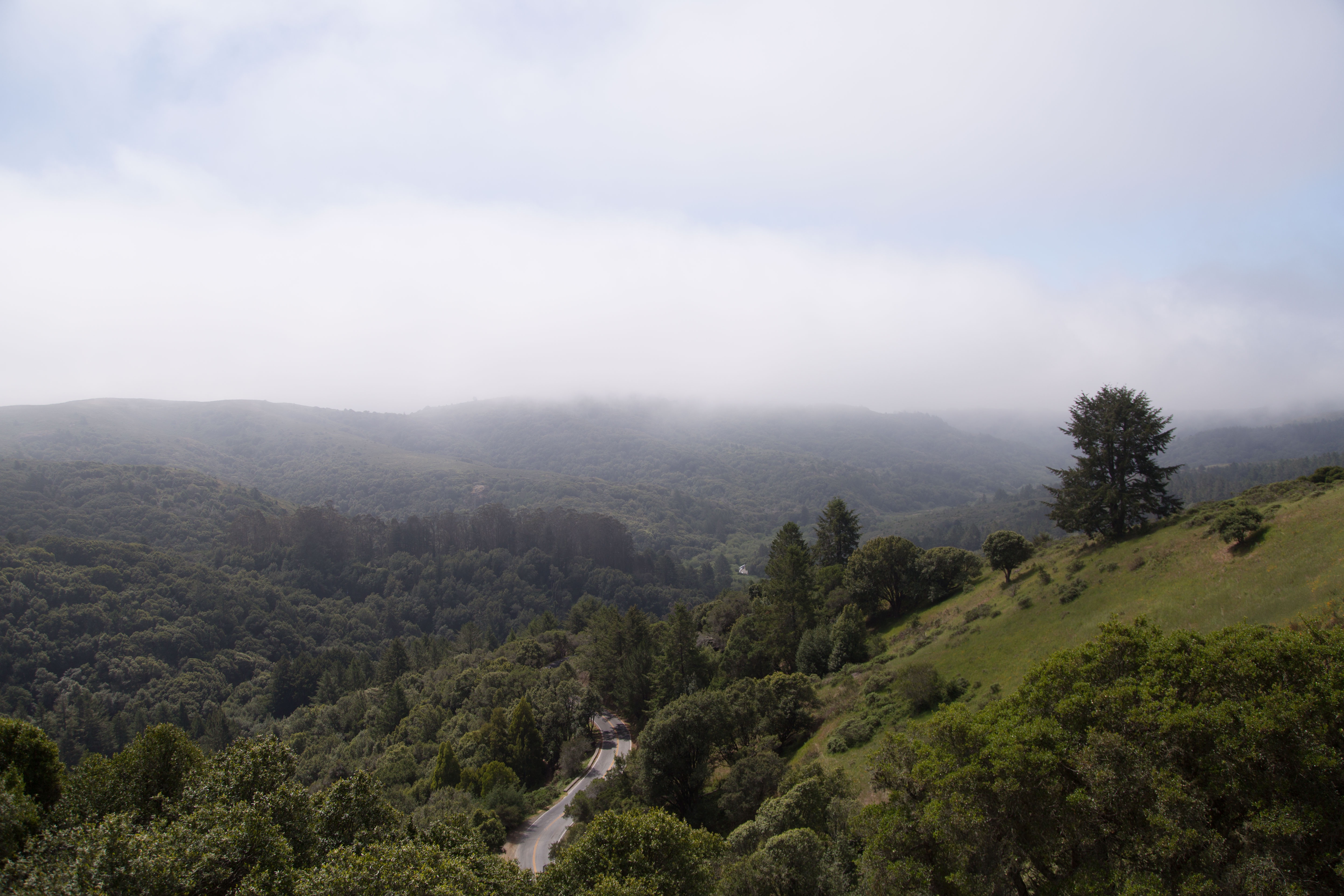 Free photo Fog with a road in the rainforest