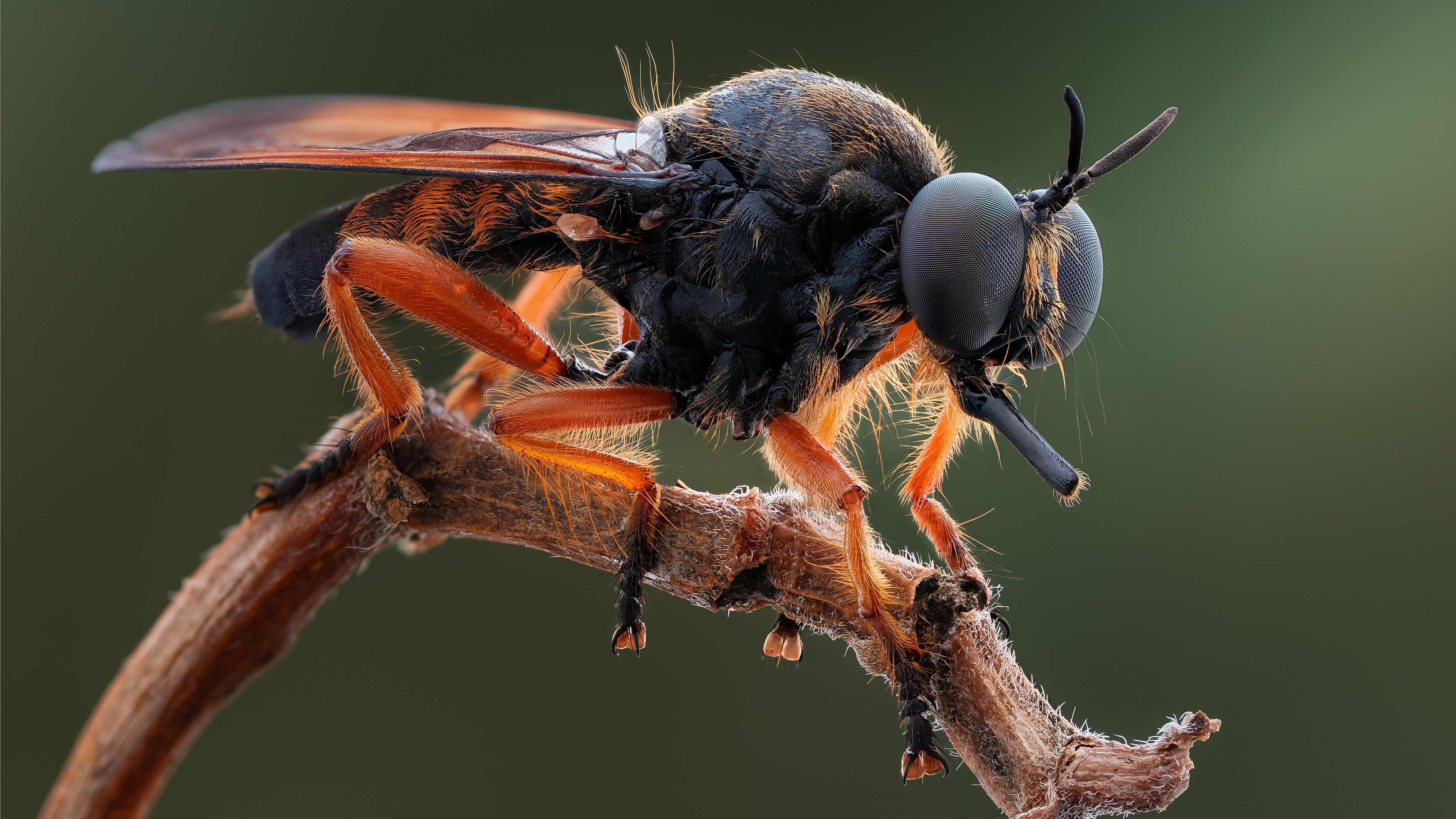 Бесплатное фото Вы никогда не видели ничего подобного.