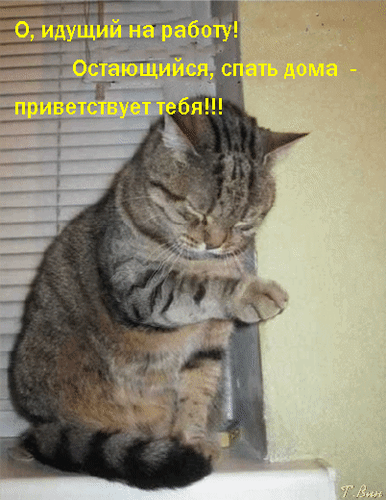 Postcard on the theme morning hello humor kitten download for free