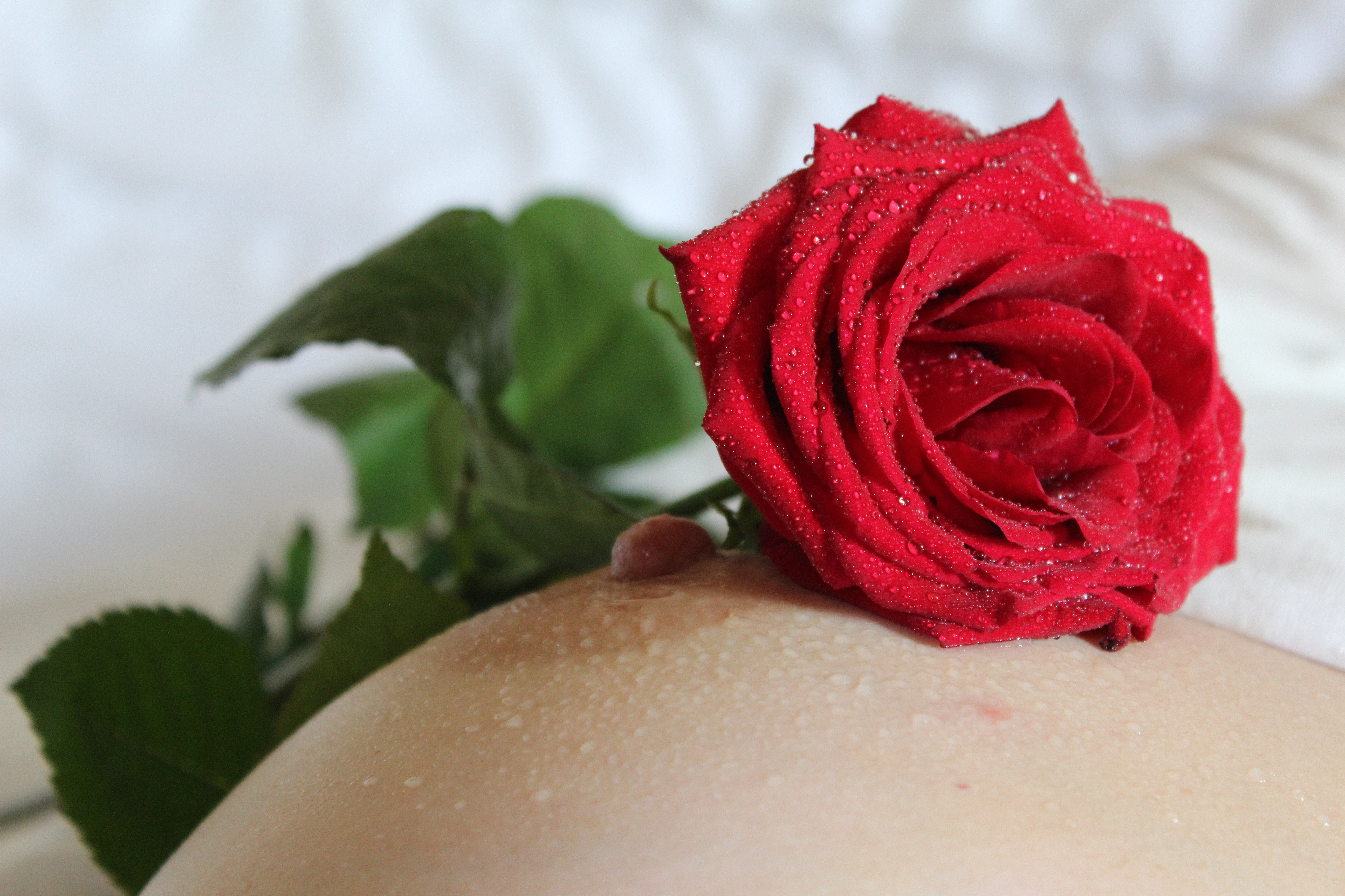 Free photo A pink rose on a boob