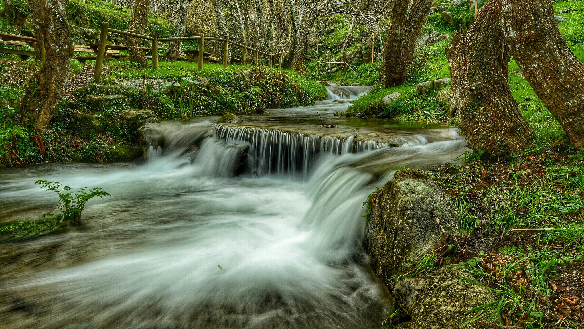 Wallpapers green grass river trees on the desktop