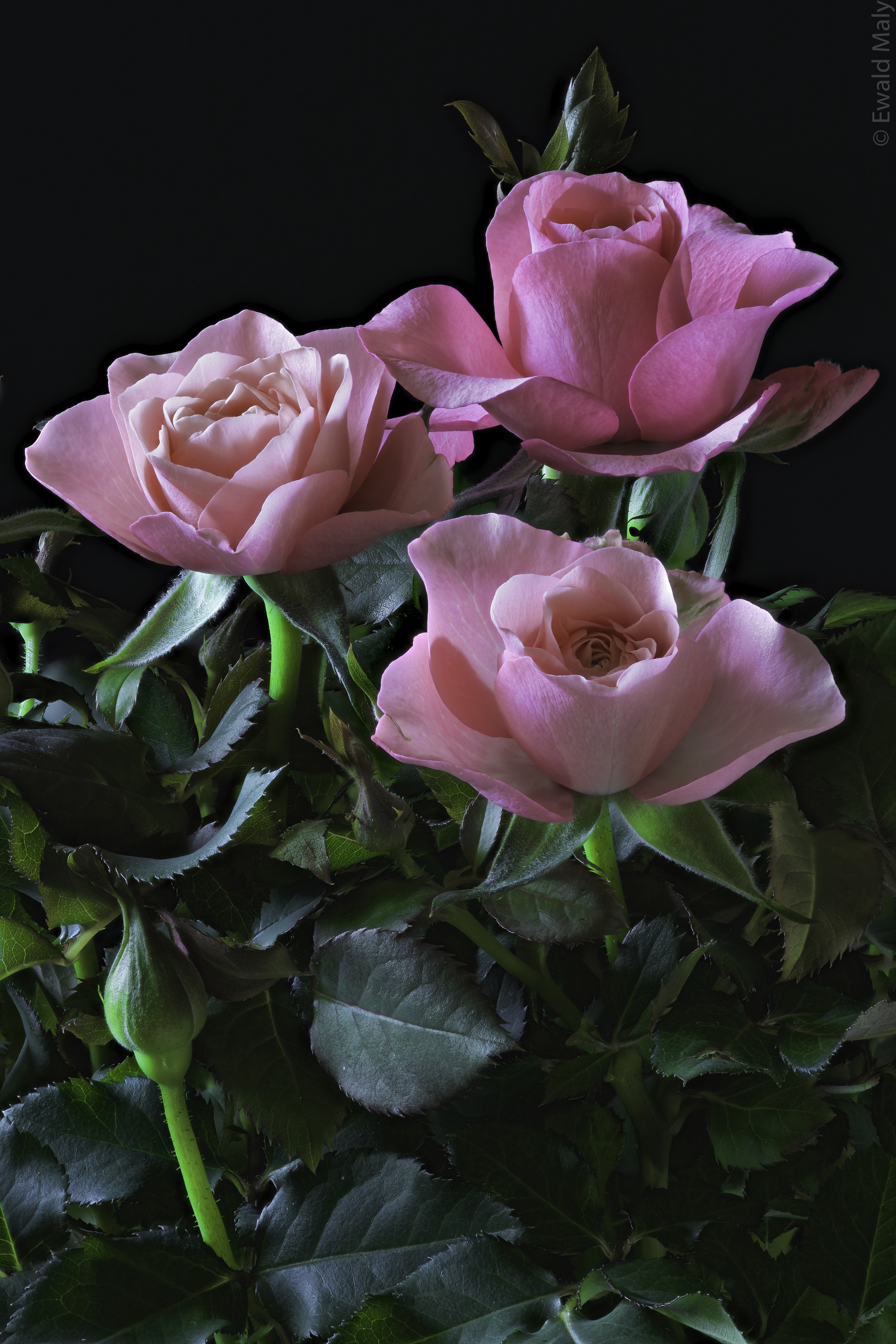 桌面上的壁纸三朵玫瑰 花束 粉红玫瑰
