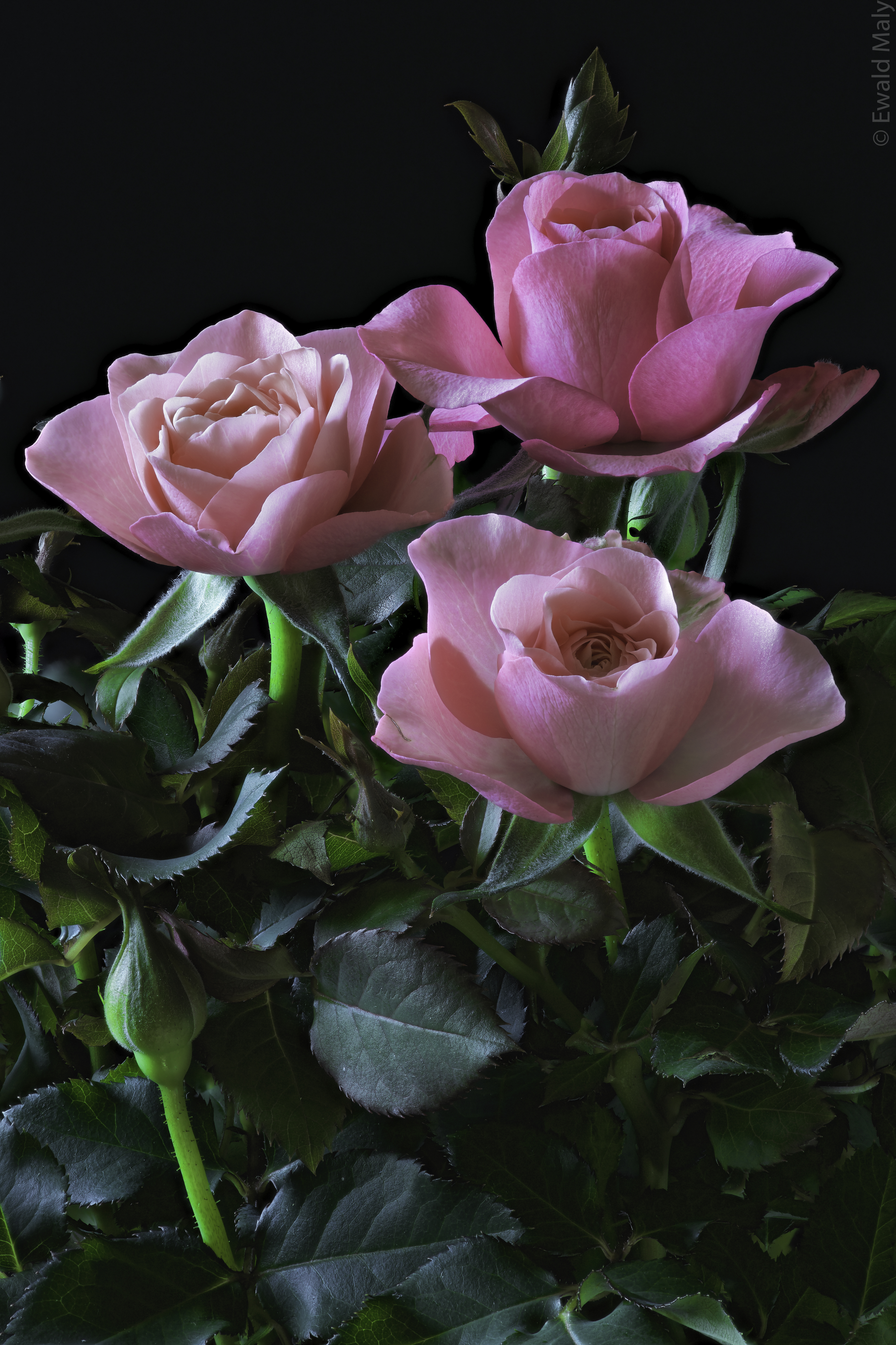 Wallpapers three roses bouquet pink roses on the desktop