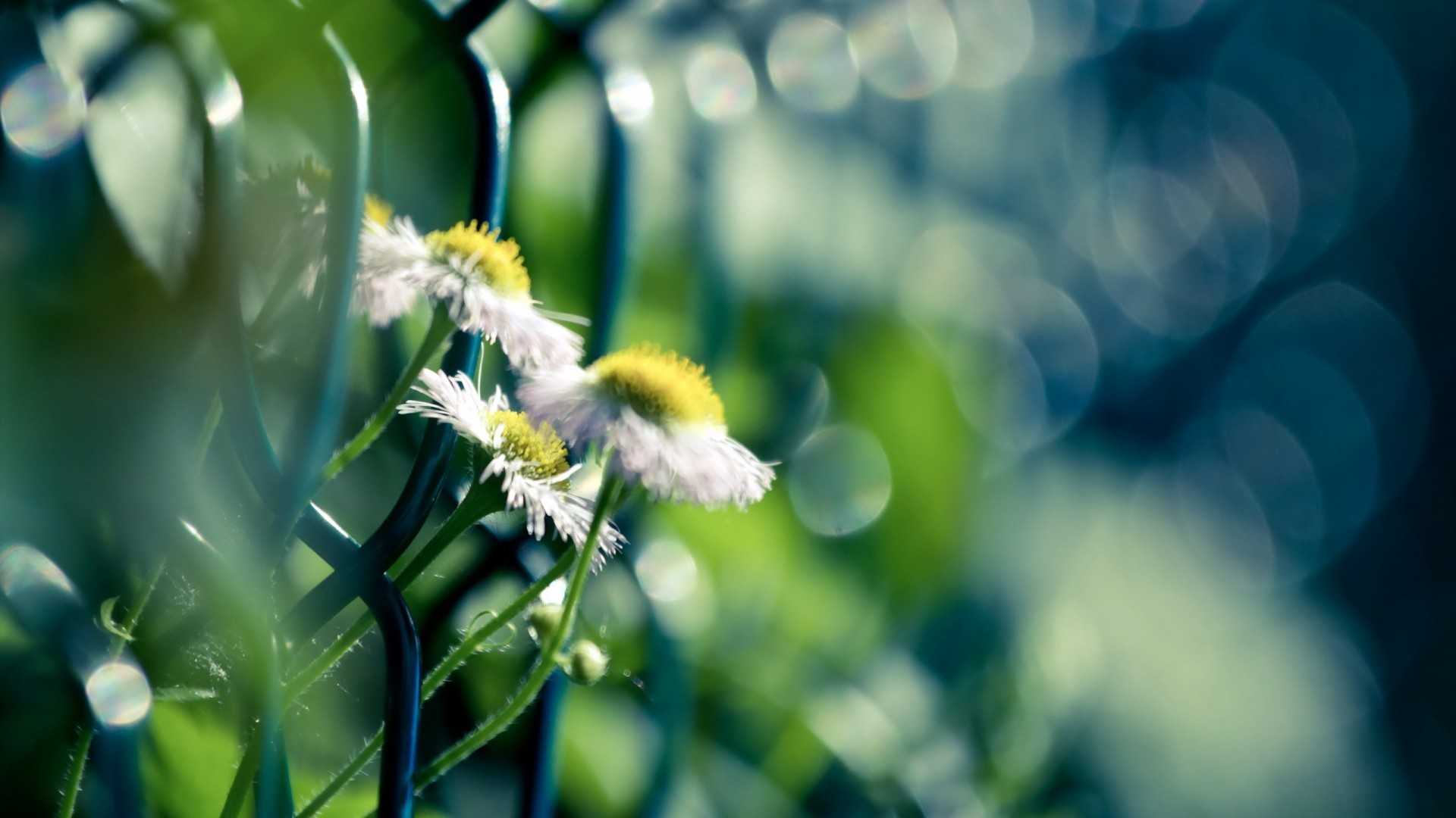 Free photo Flower World