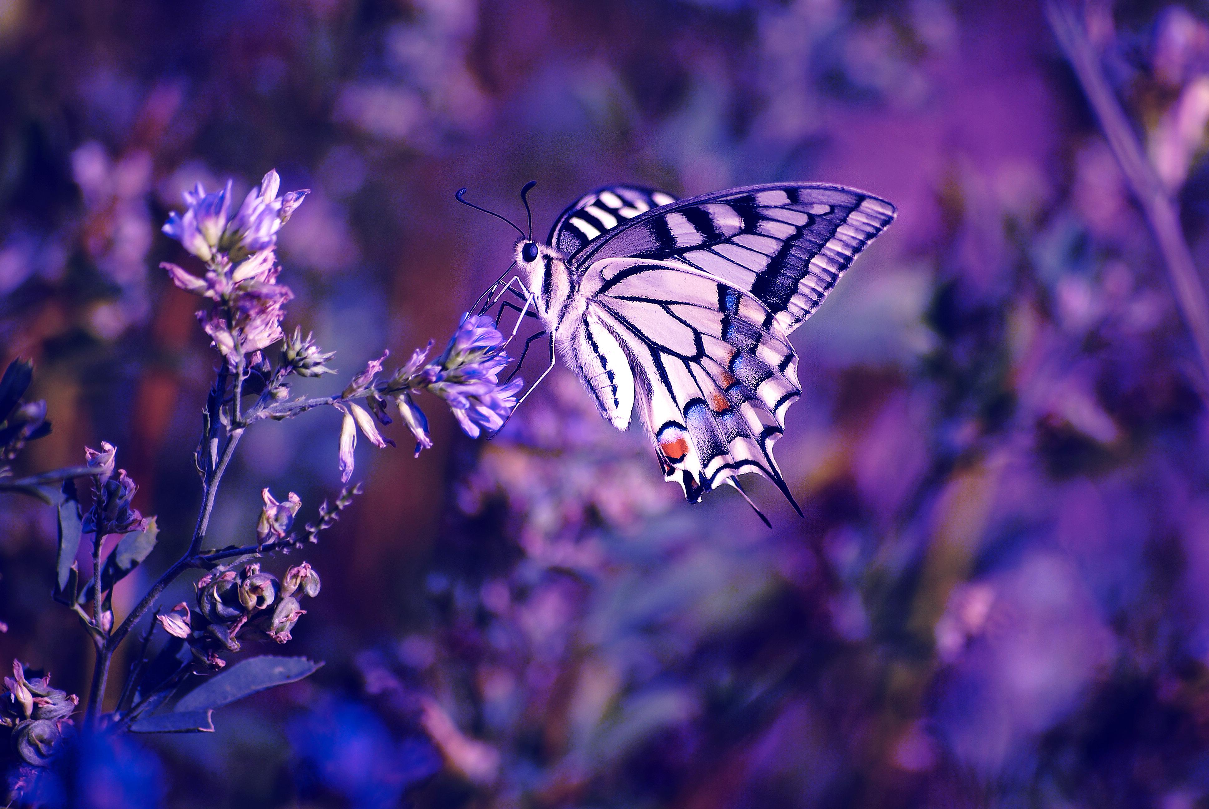 Wallpapers Tiger Swallowtail Butterfly closeup butterfly twig on the desktop