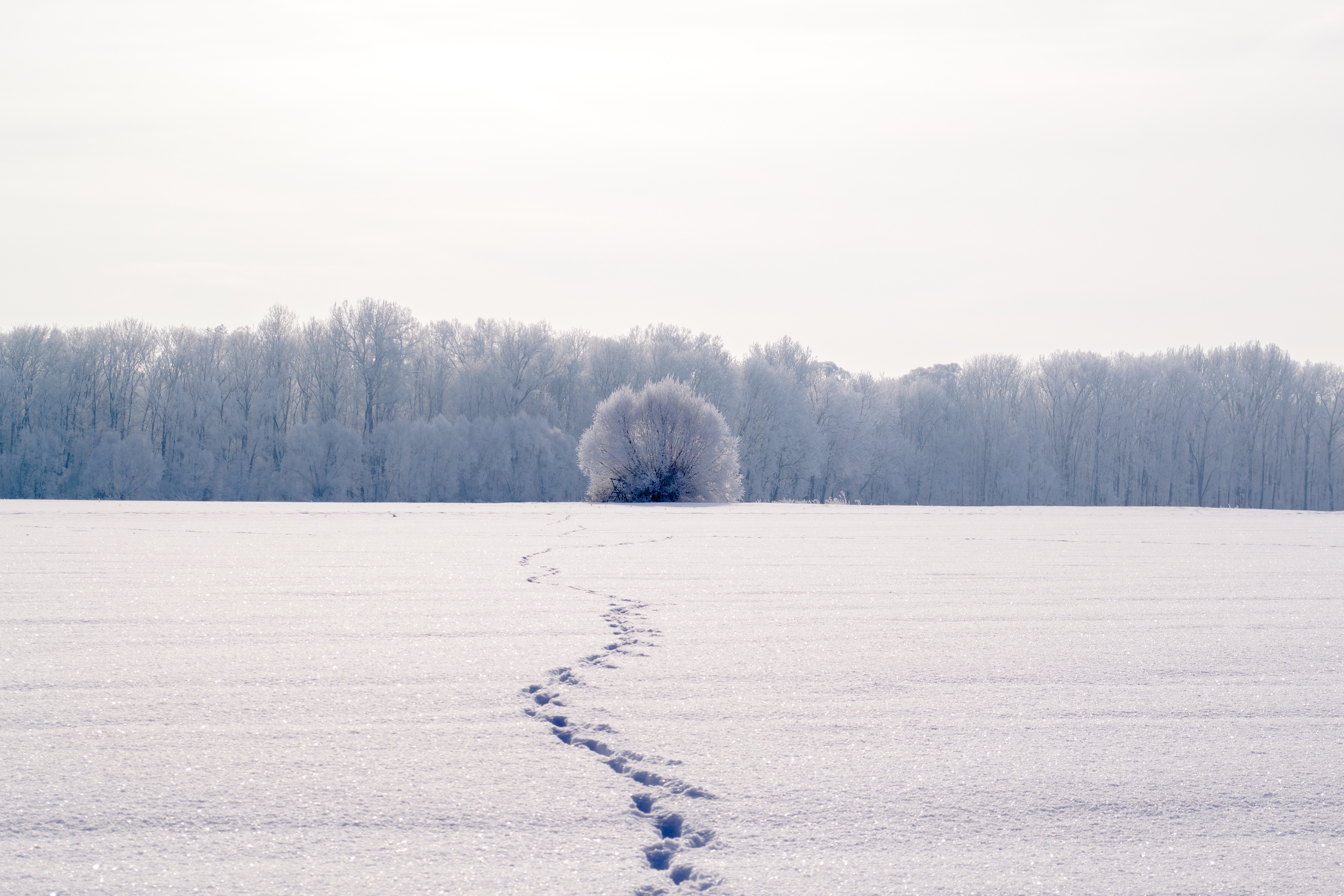 免费照片初雪后田野上的脚印