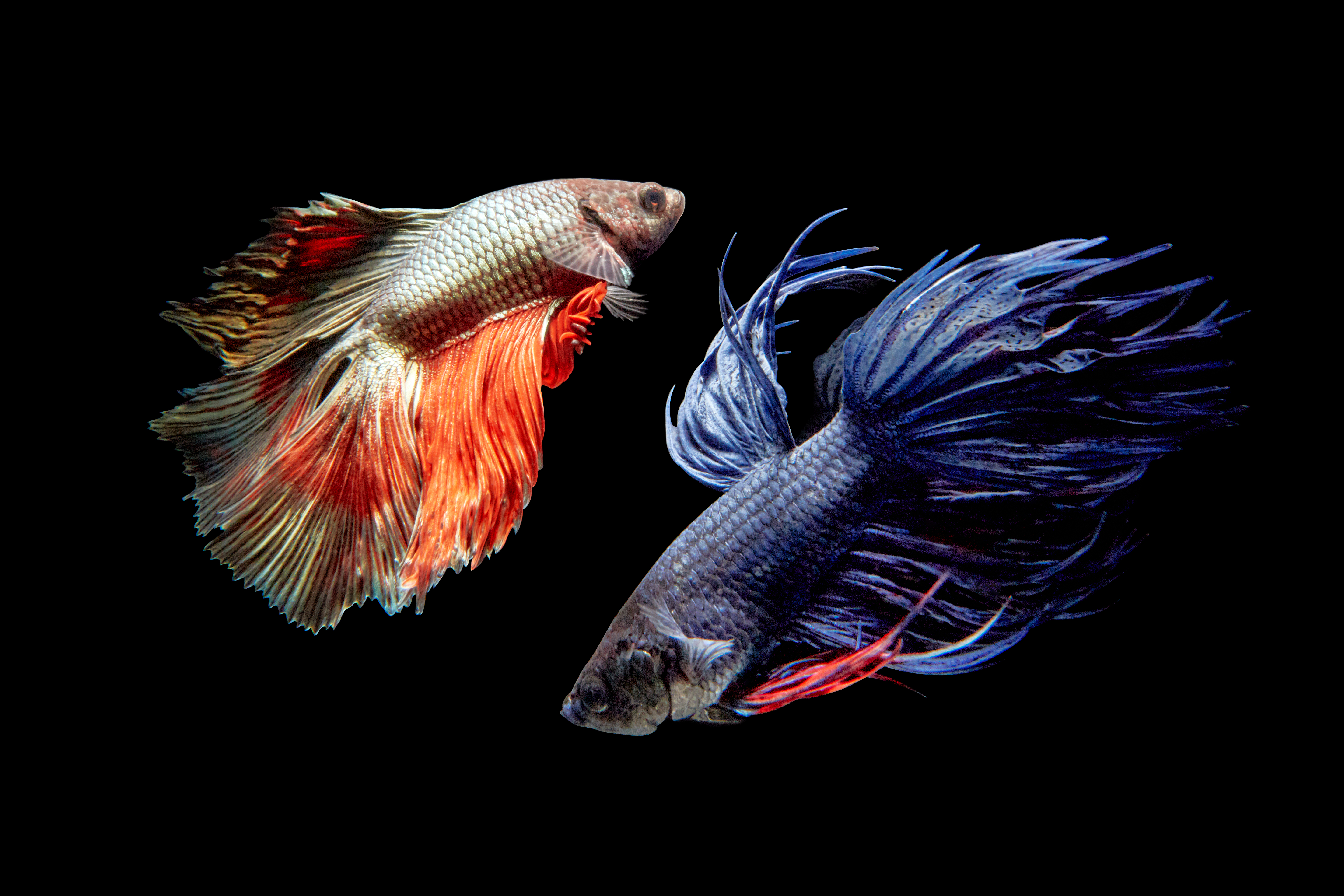 Wallpapers Betta fish Aquarium fish Cockerel black background on the desktop