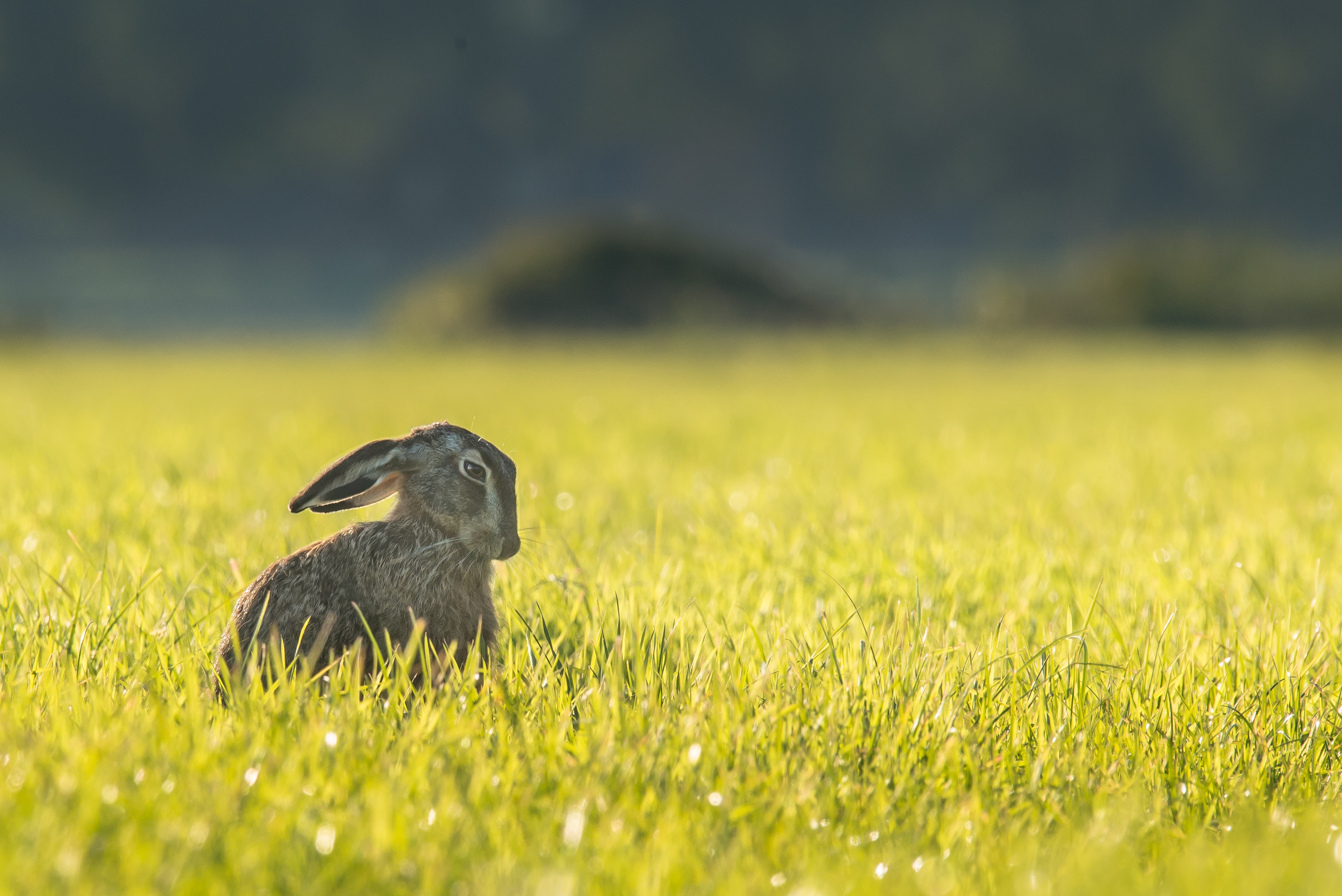 一只兔子坐在黄色的草地上