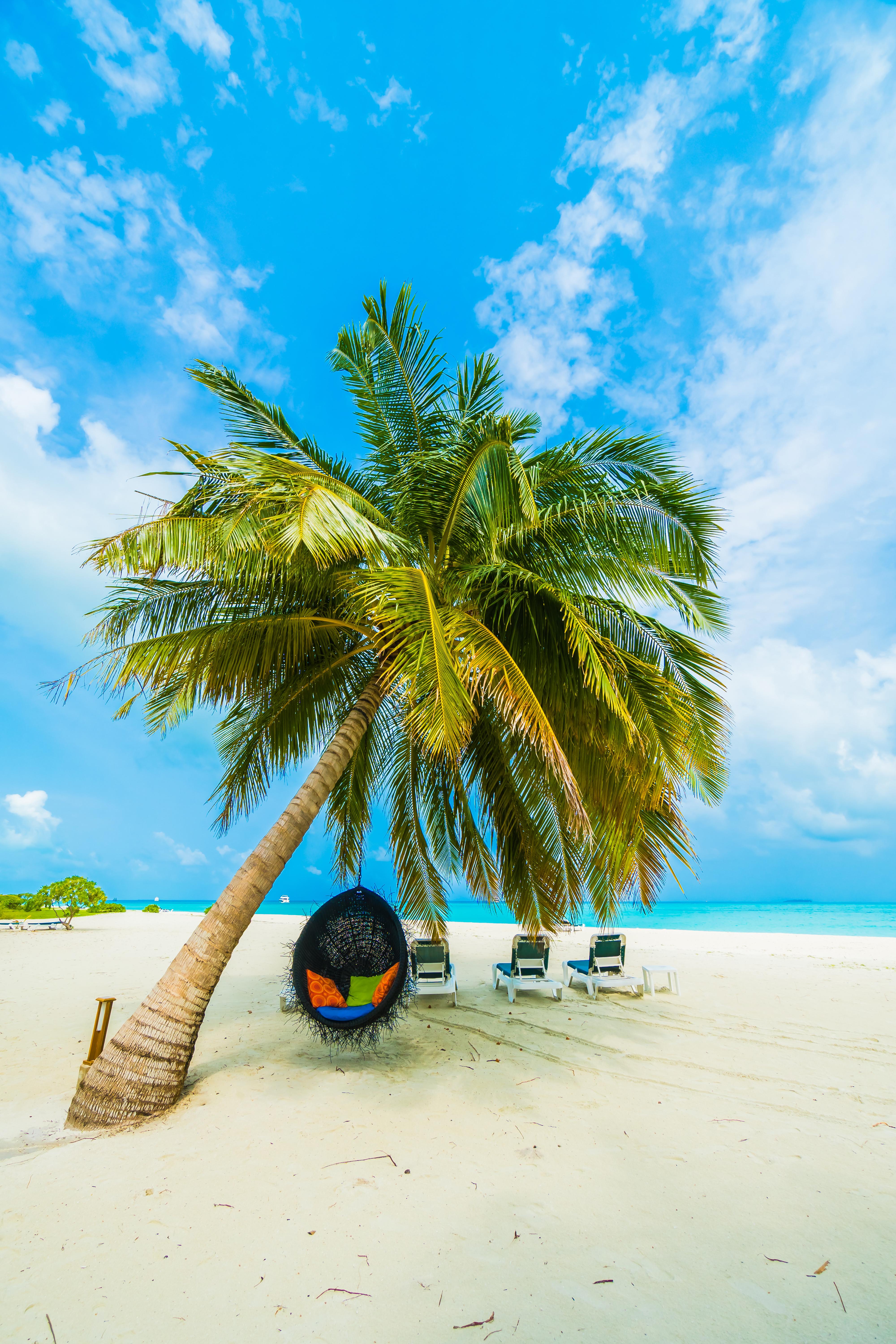 Wallpapers landscape palm trees ocean on the desktop