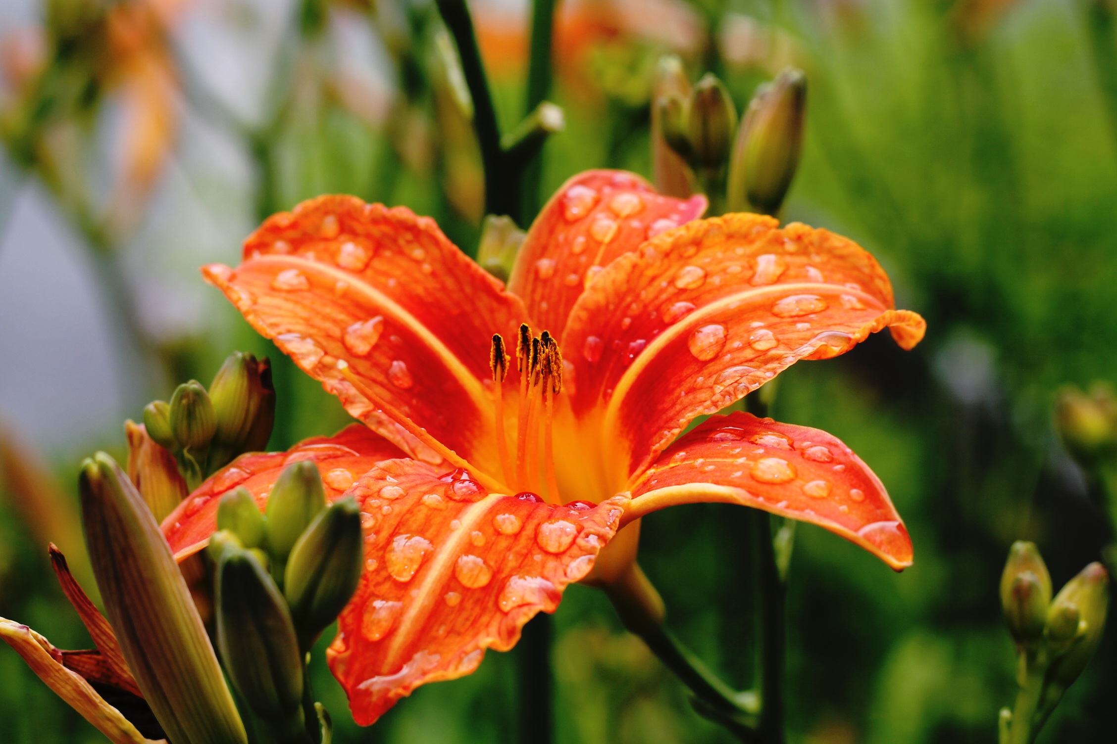 免费照片橙色百合上的大雨滴