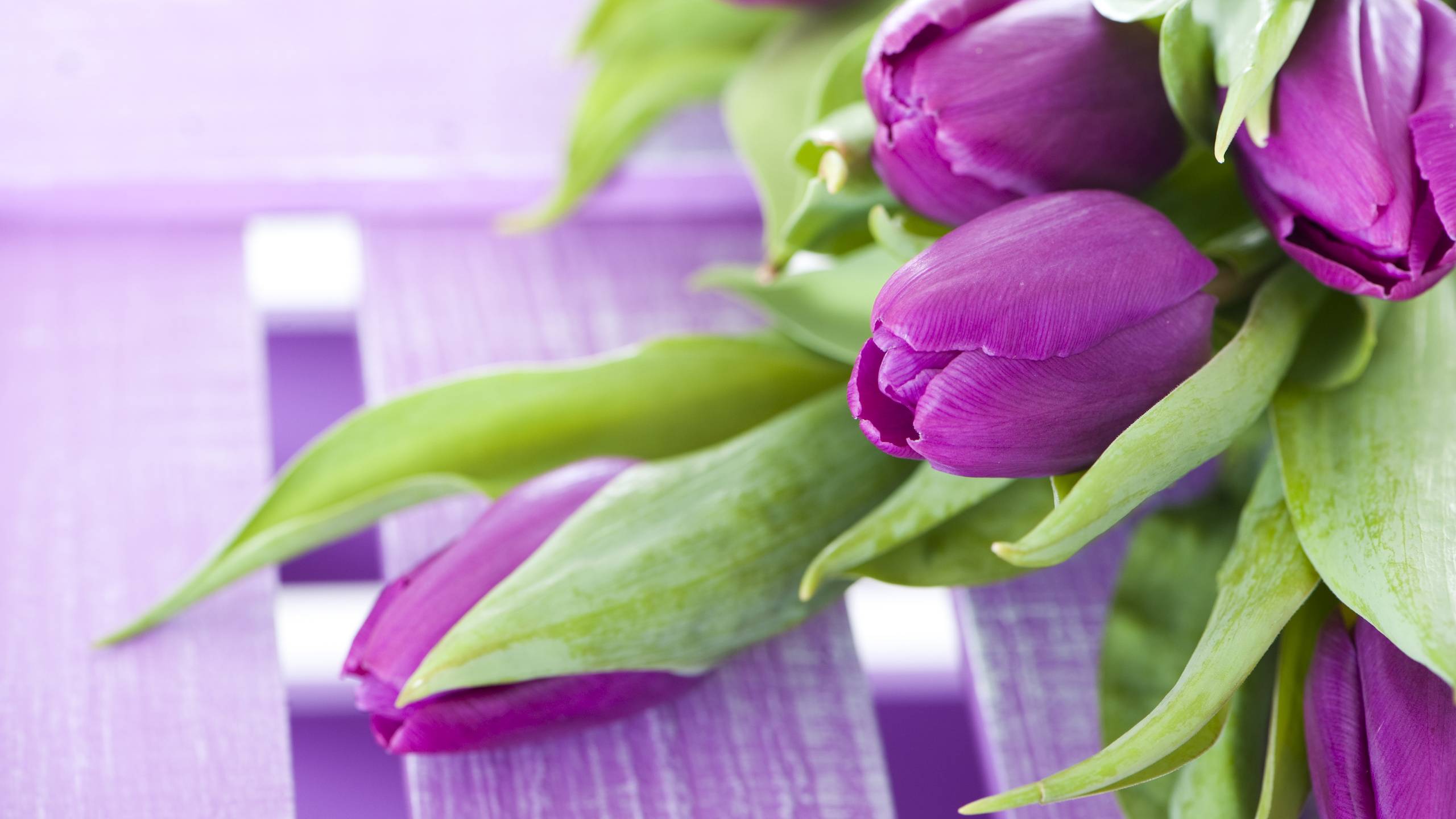 桌面上的壁纸郁金香 花瓣 紫色