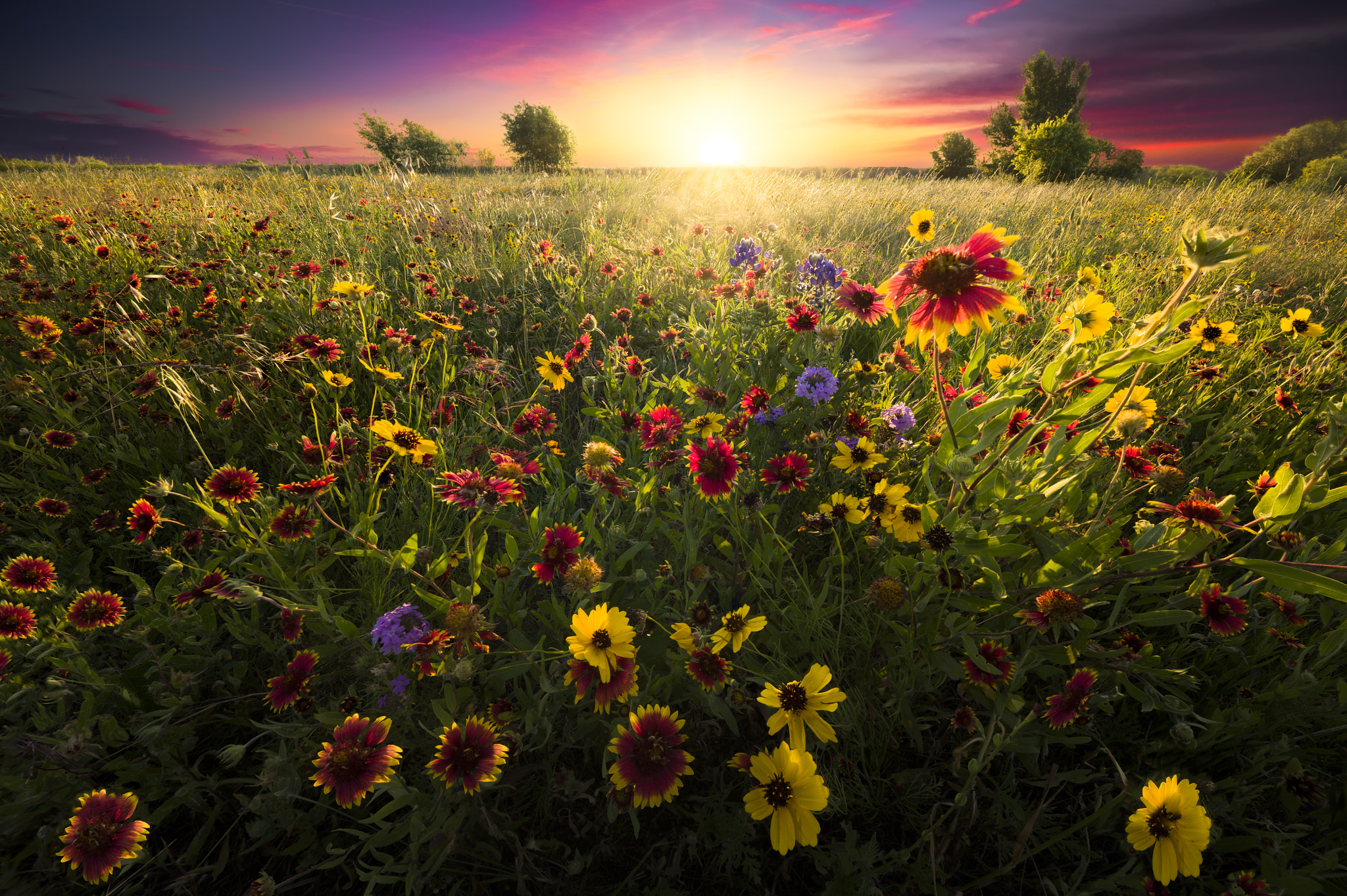 Wallpapers field flower flowering on the desktop