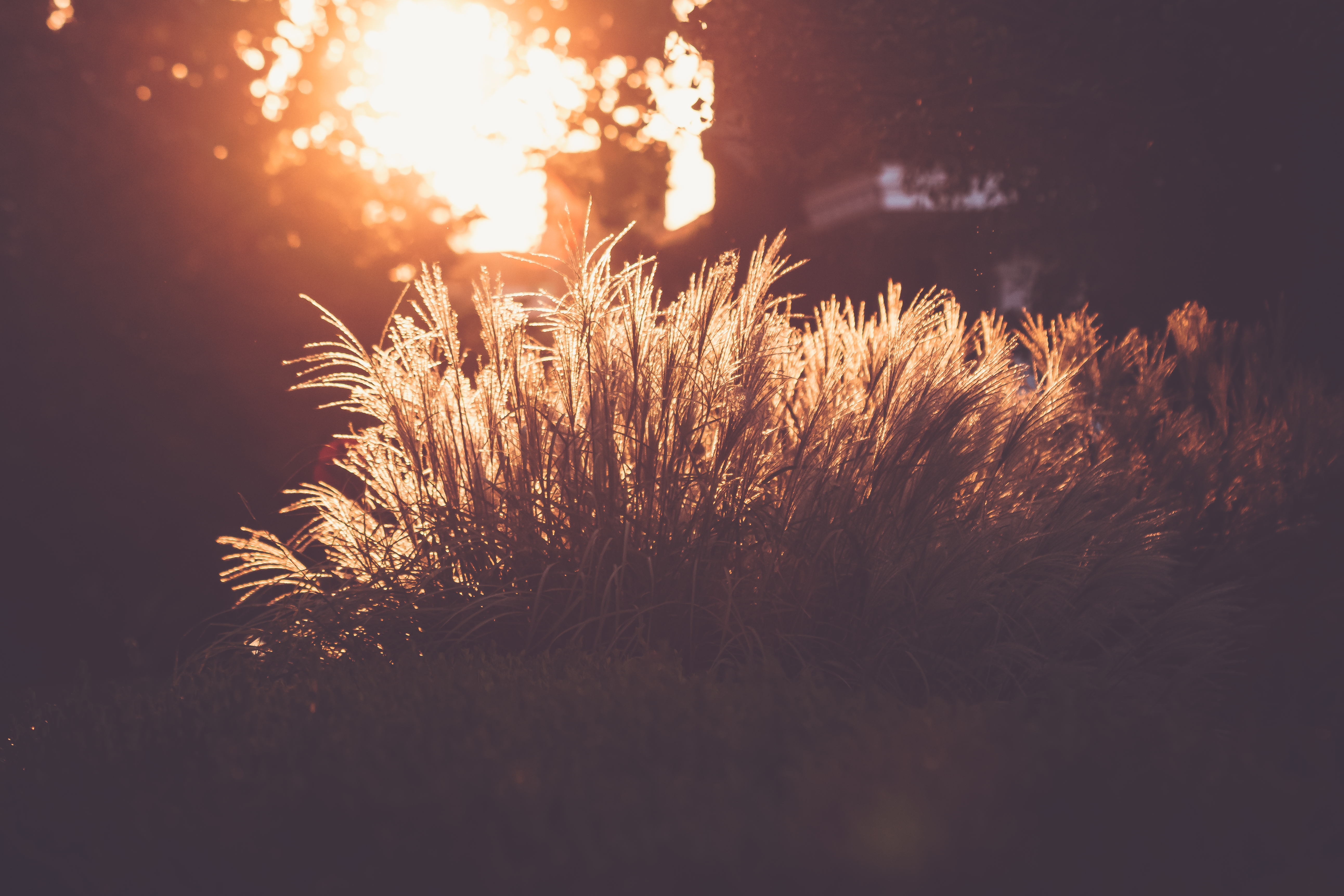 Обои свет трава природа на рабочий стол