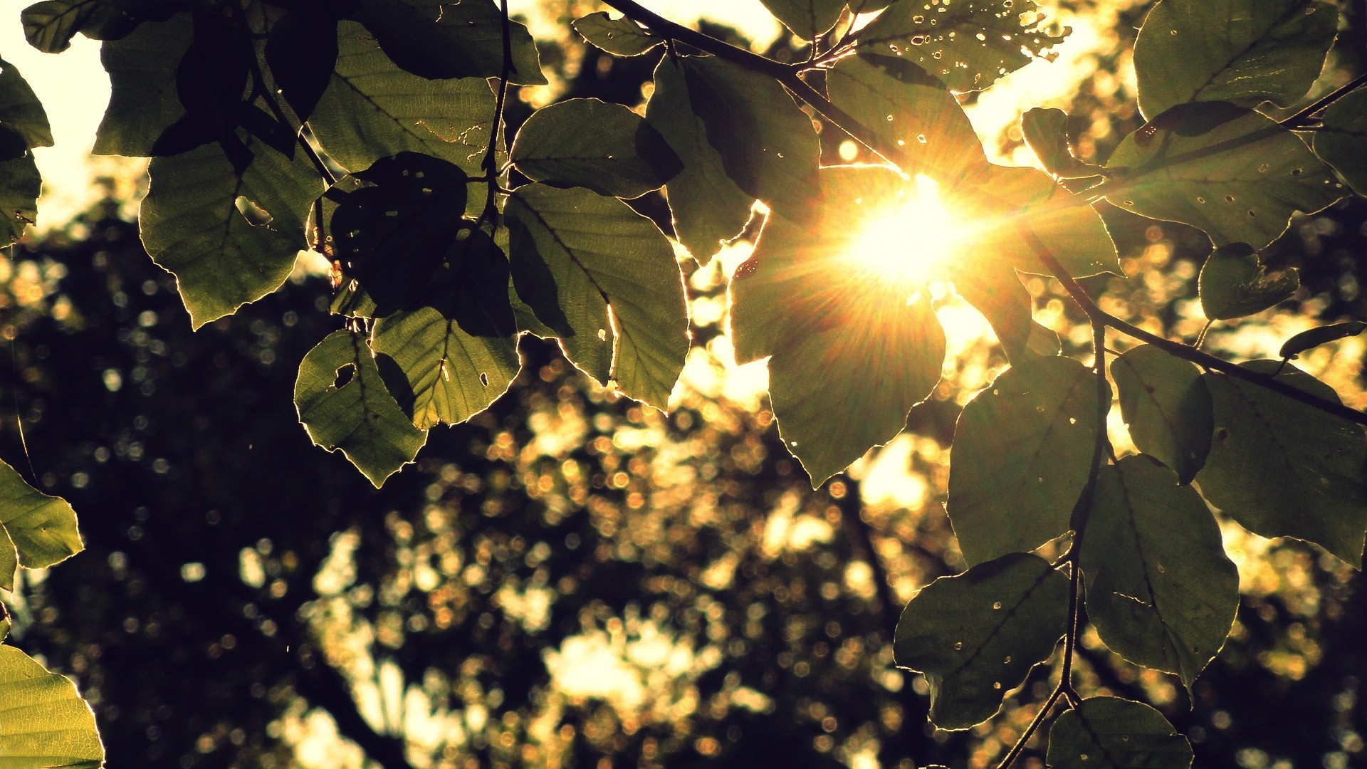 Free photo The first rays of sunshine through the green leaves of the birch tree