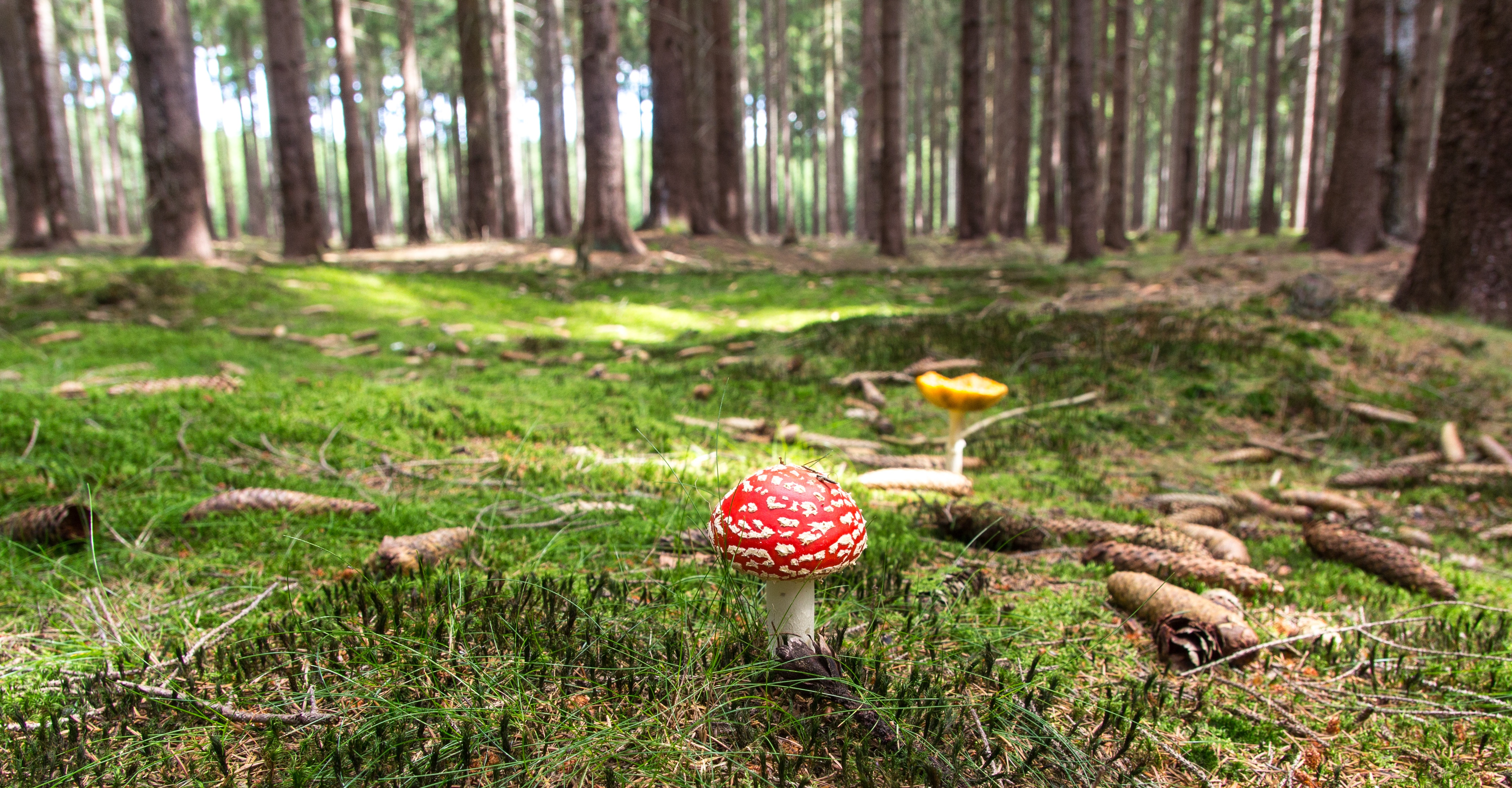 Free photo A big fly in a sunny forest