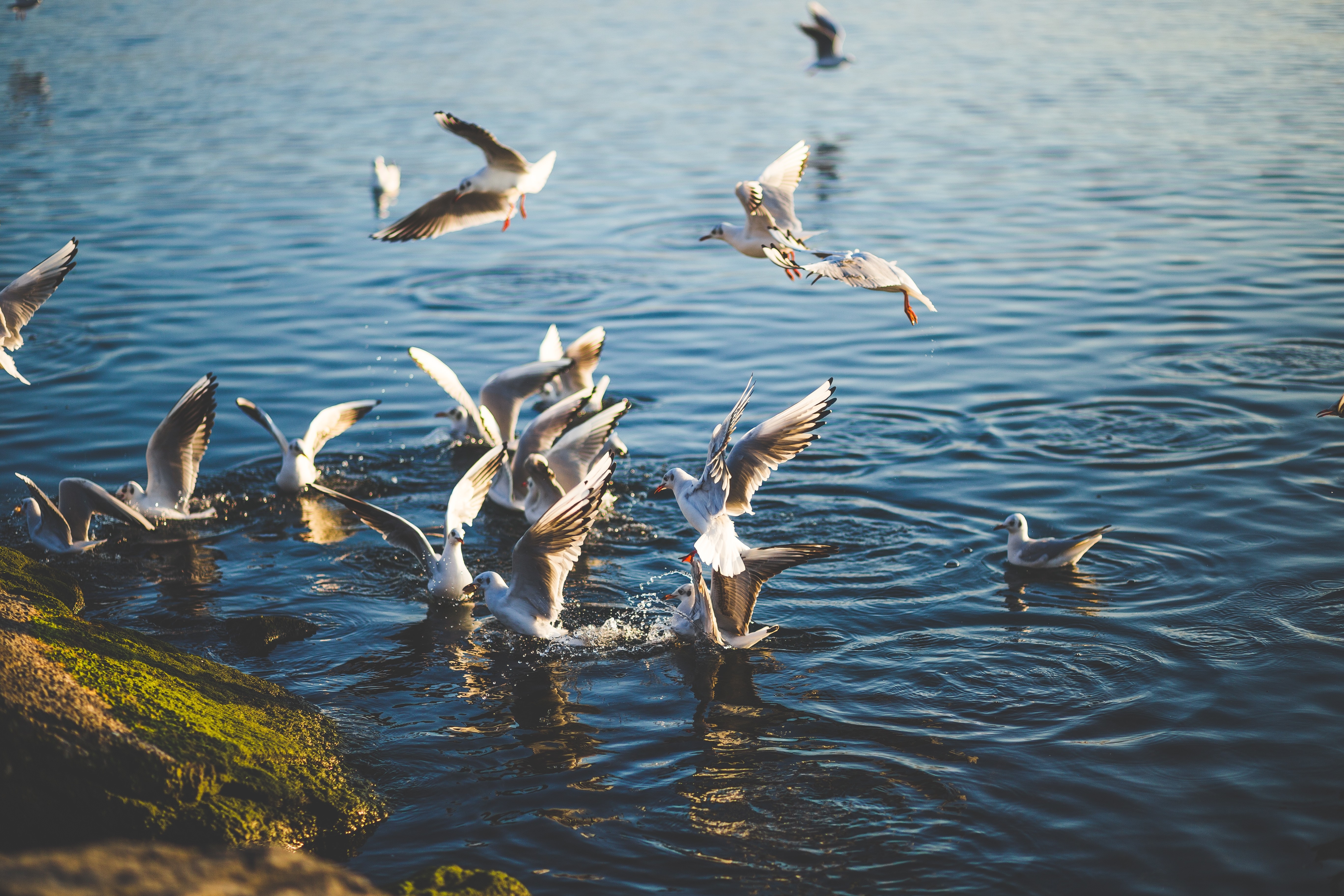 河岸上的一群海鸥