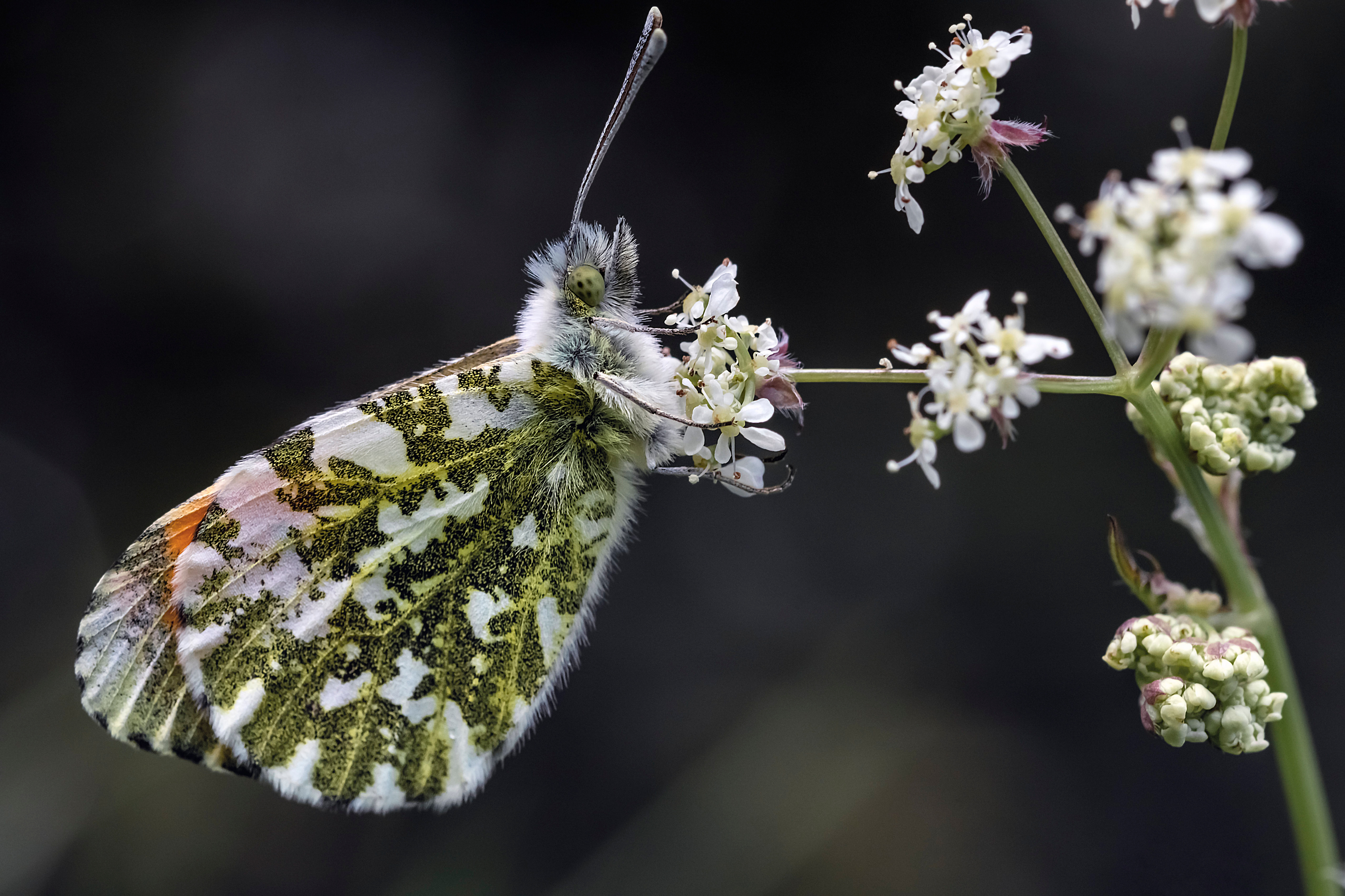 Wallpapers butterfly closeup insect on the desktop