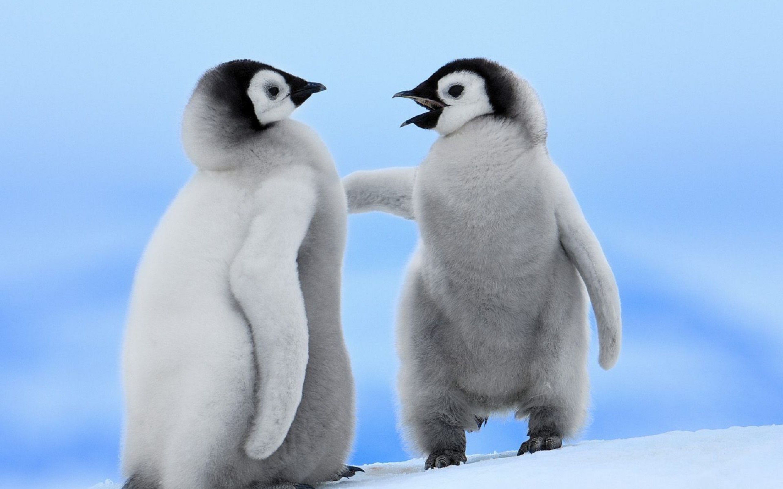 两只快乐的企鹅