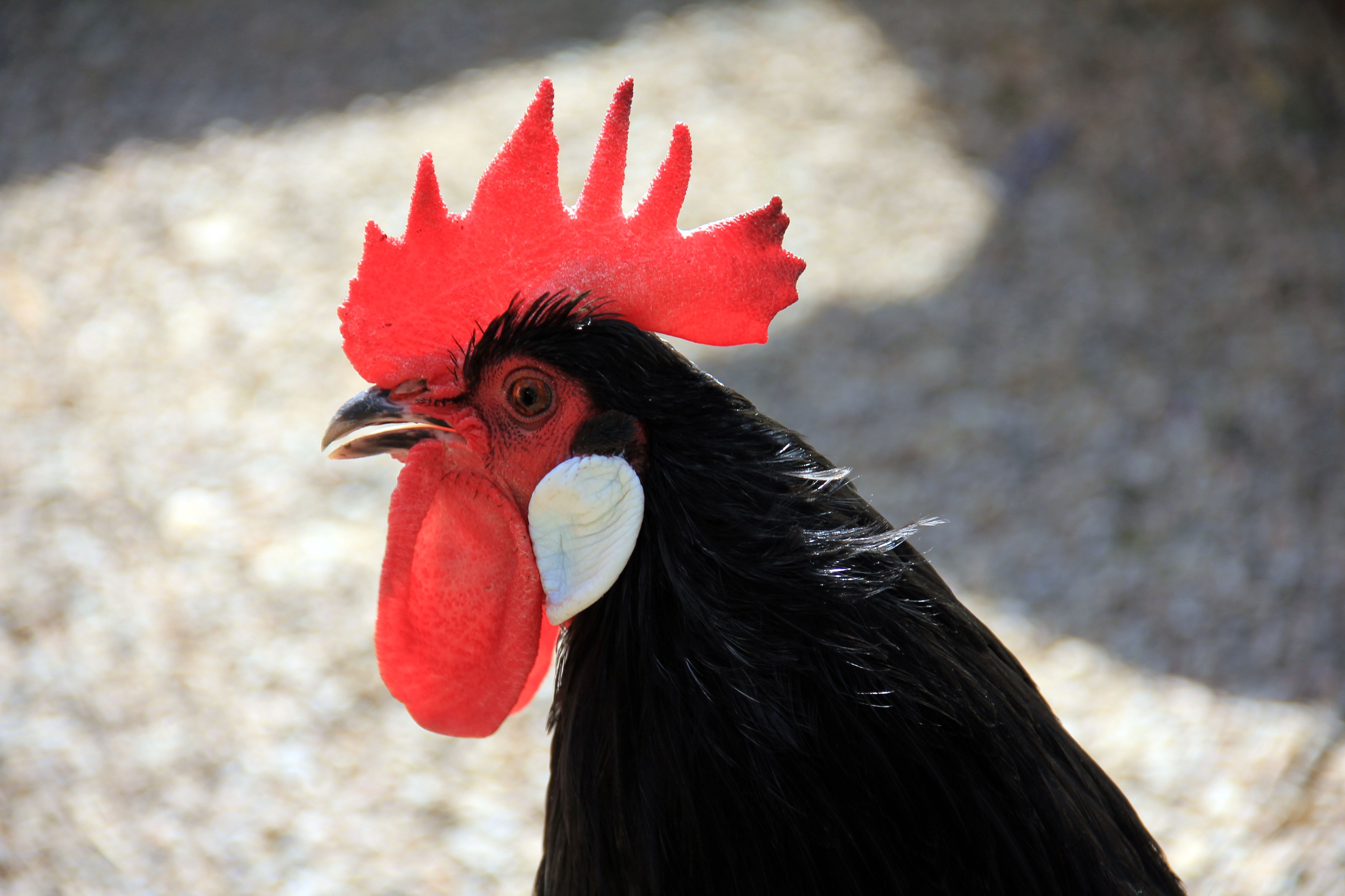A black rooster with a red crest.