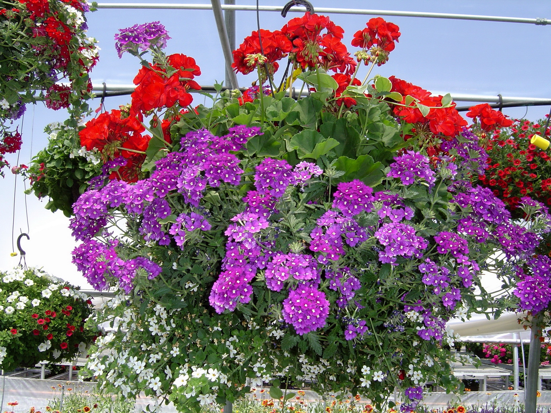 Free photo Colorful flowers in a hanging flower bed