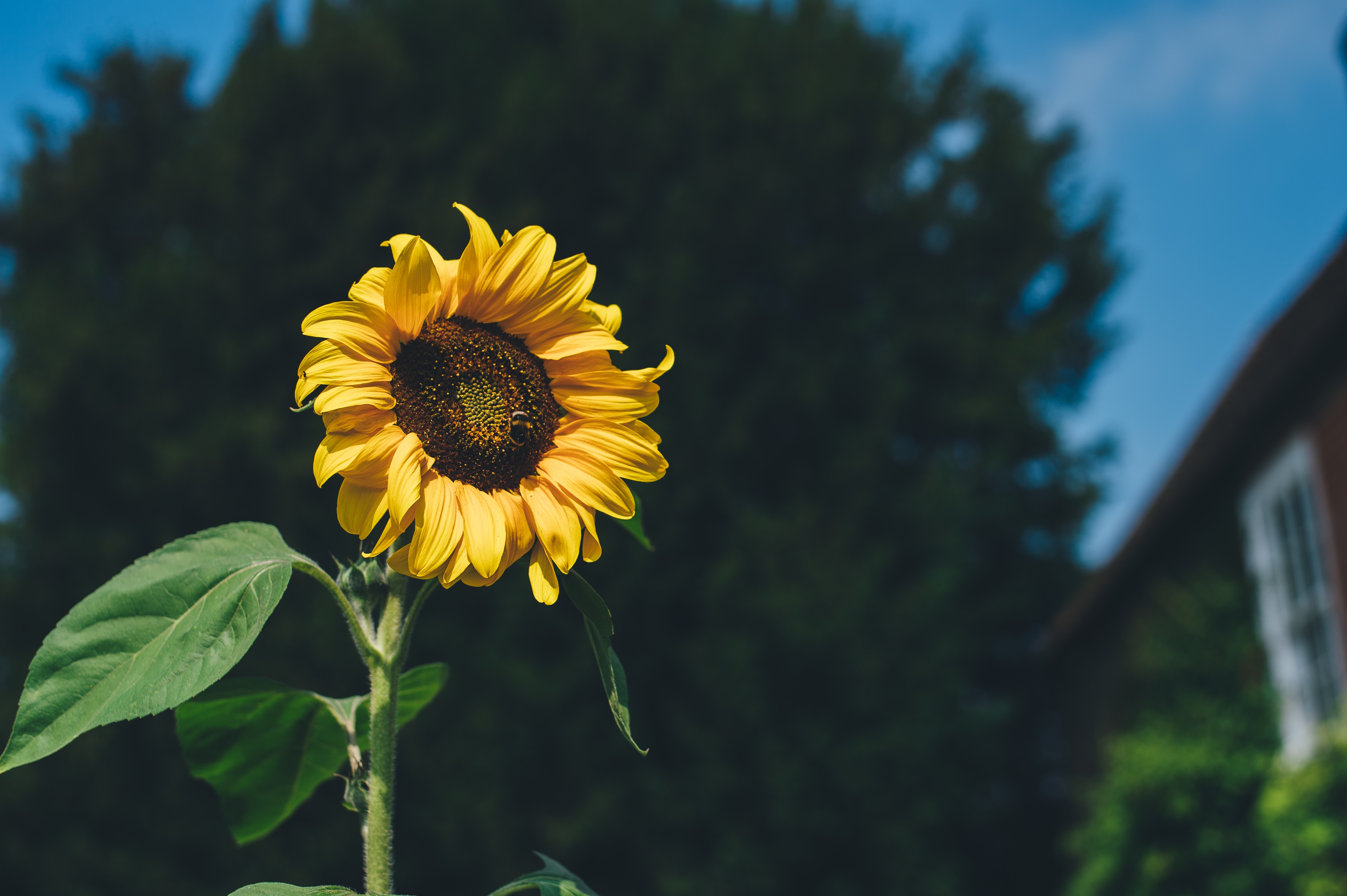 Wallpapers nature plant sky on the desktop