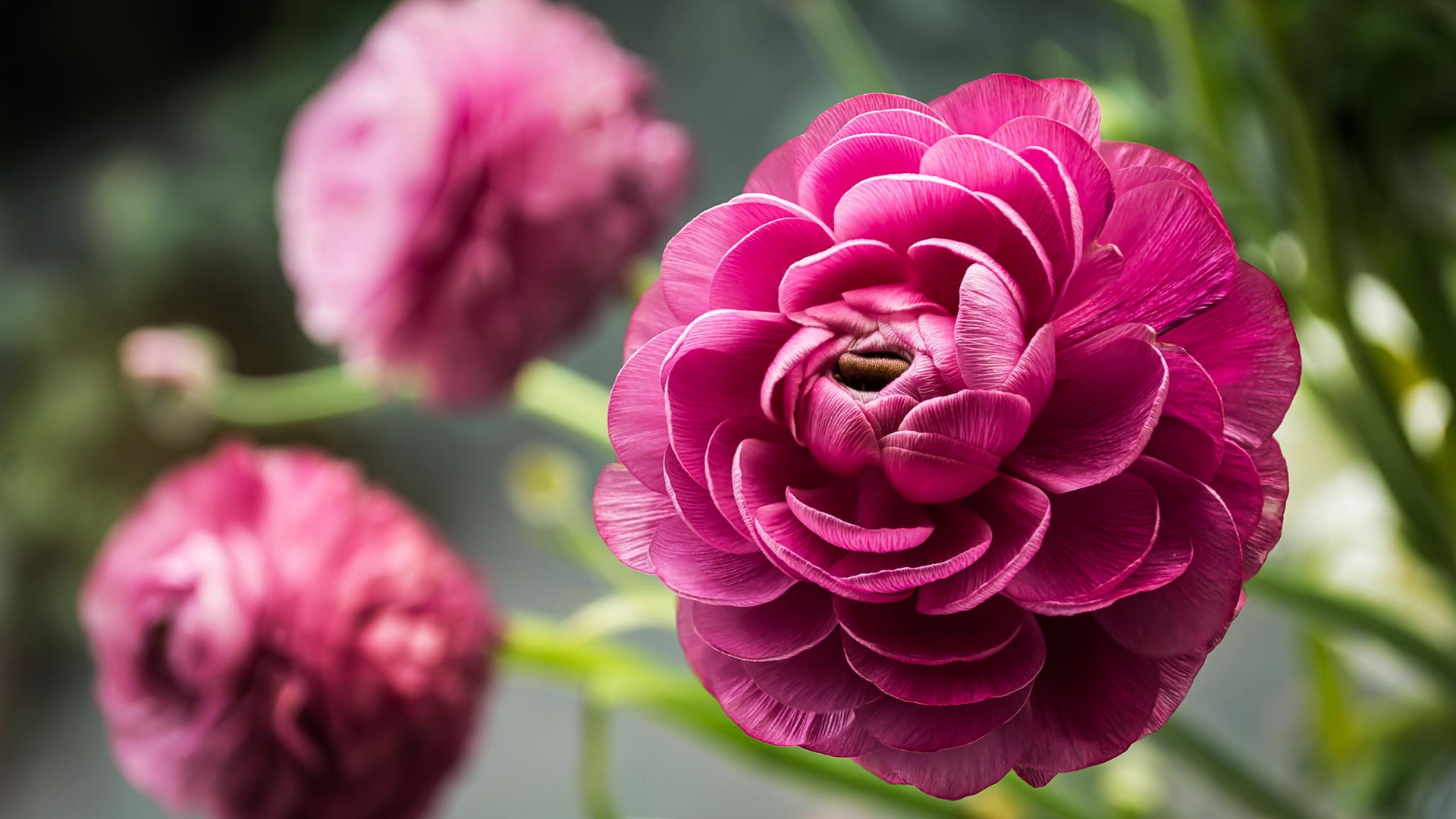 Wallpapers peonies petals pink on the desktop