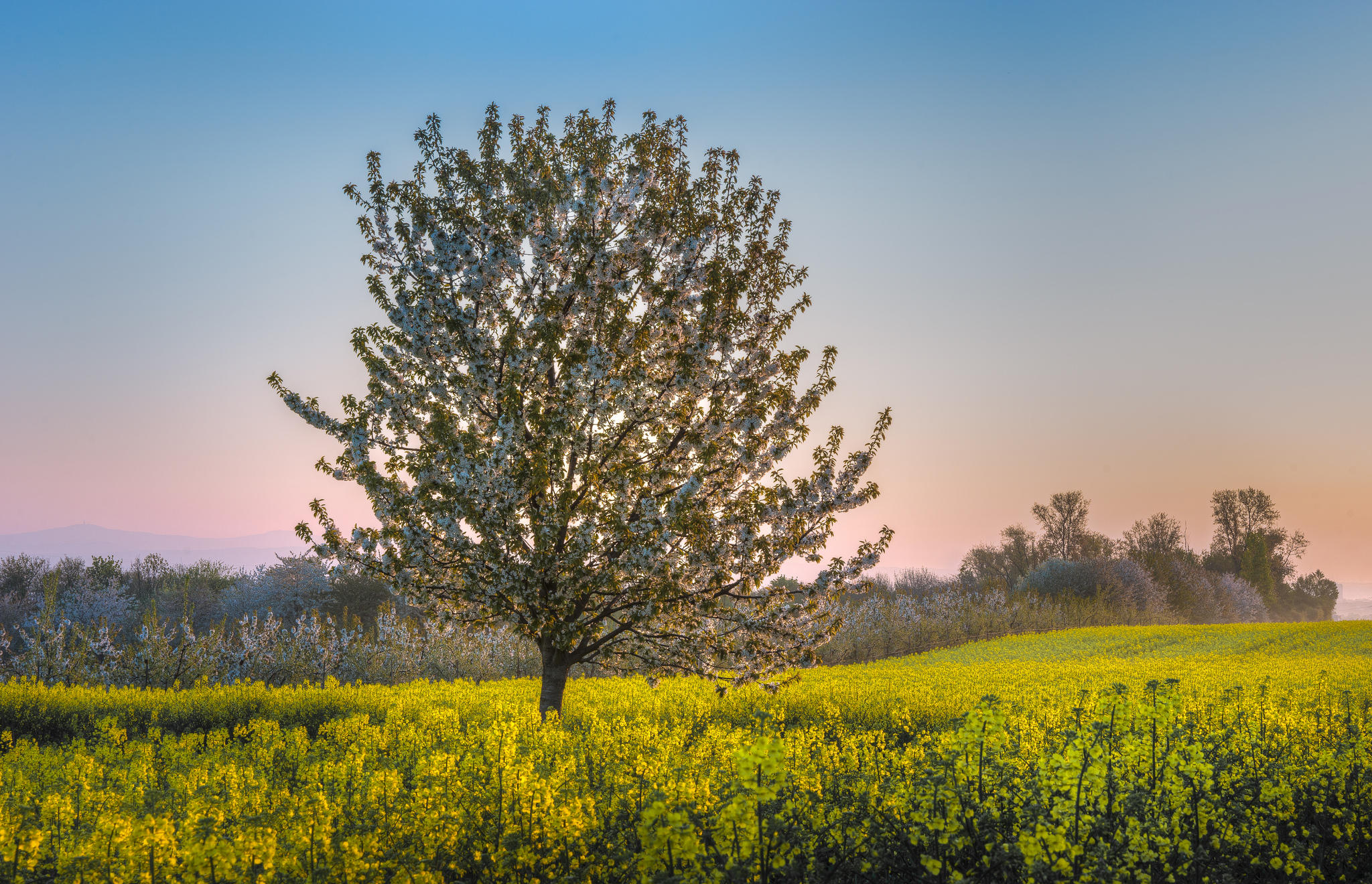 Wallpapers lone tree yellow field landscape on the desktop