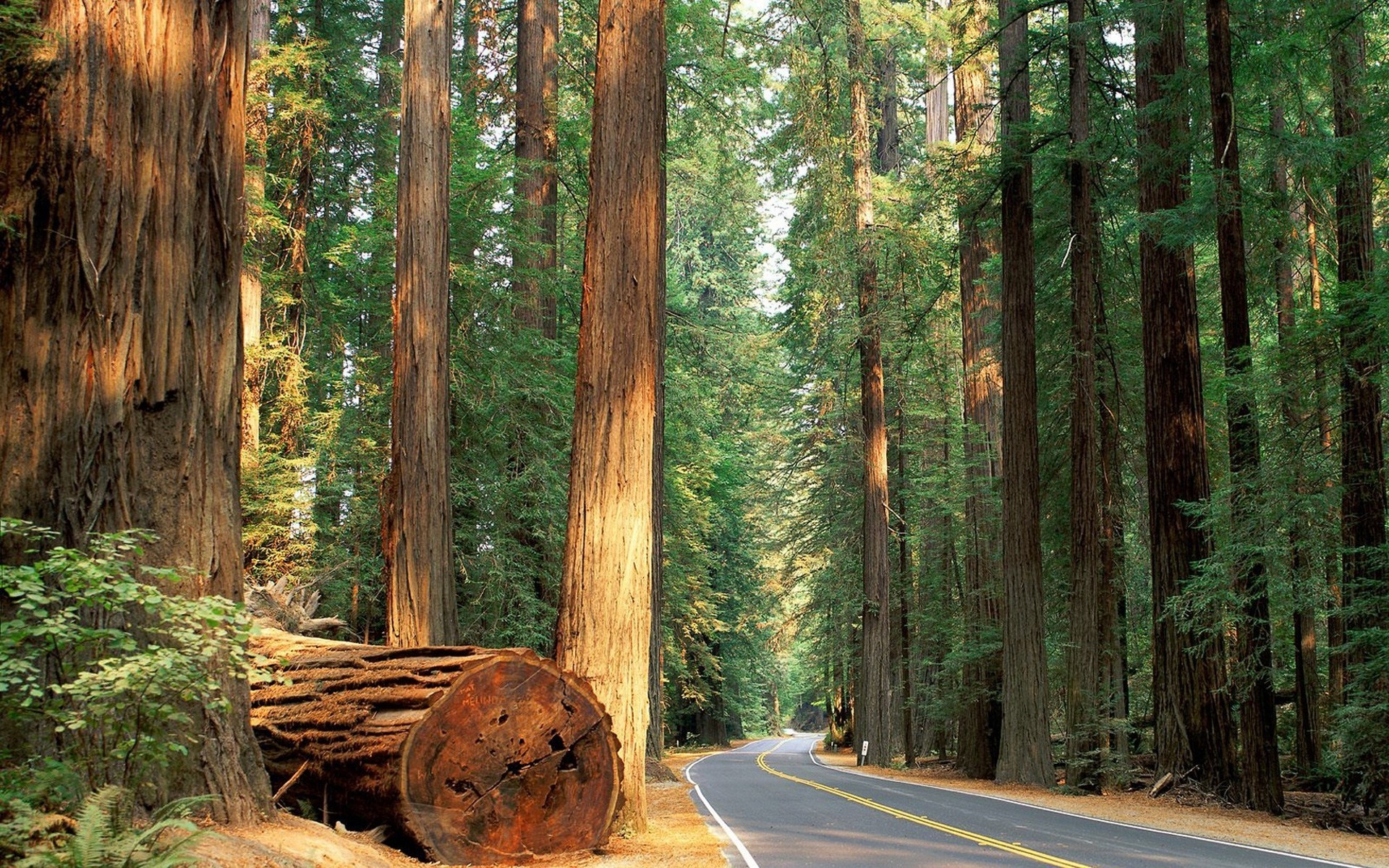 The road through the old-growth forest