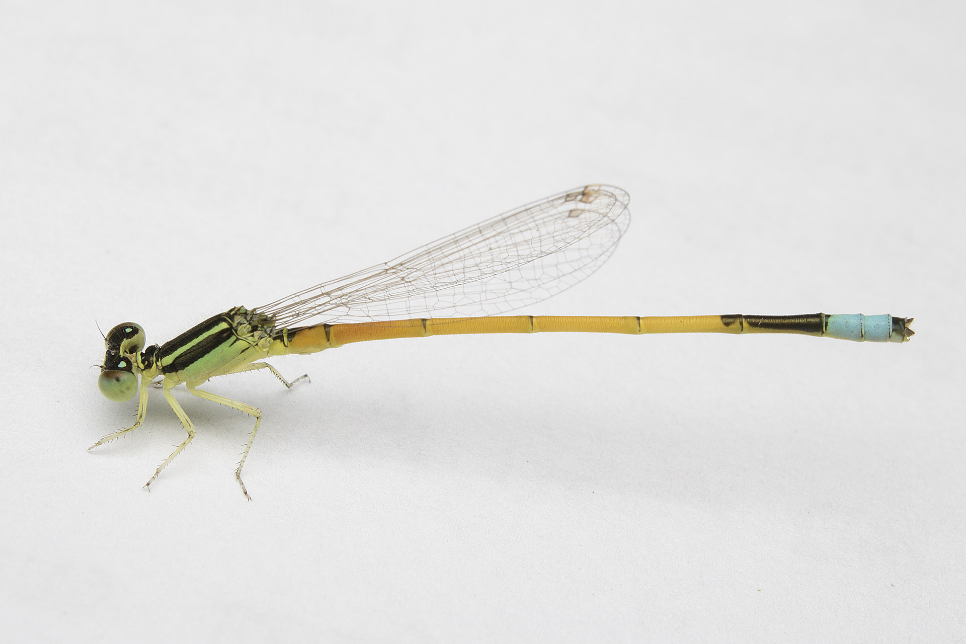 Wallpapers wing insect macro on the desktop