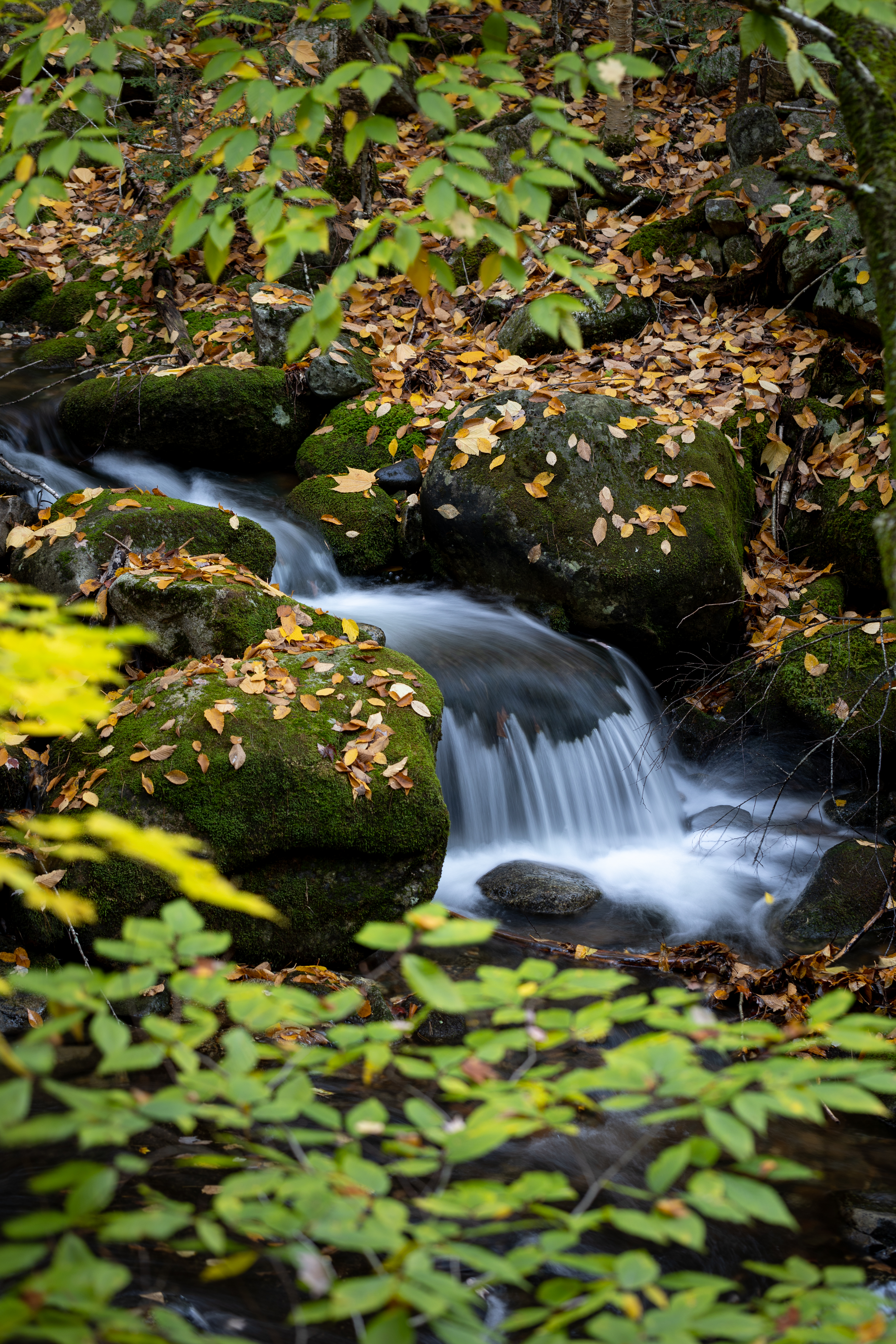 Free photo Mossy stones and autumn leaves