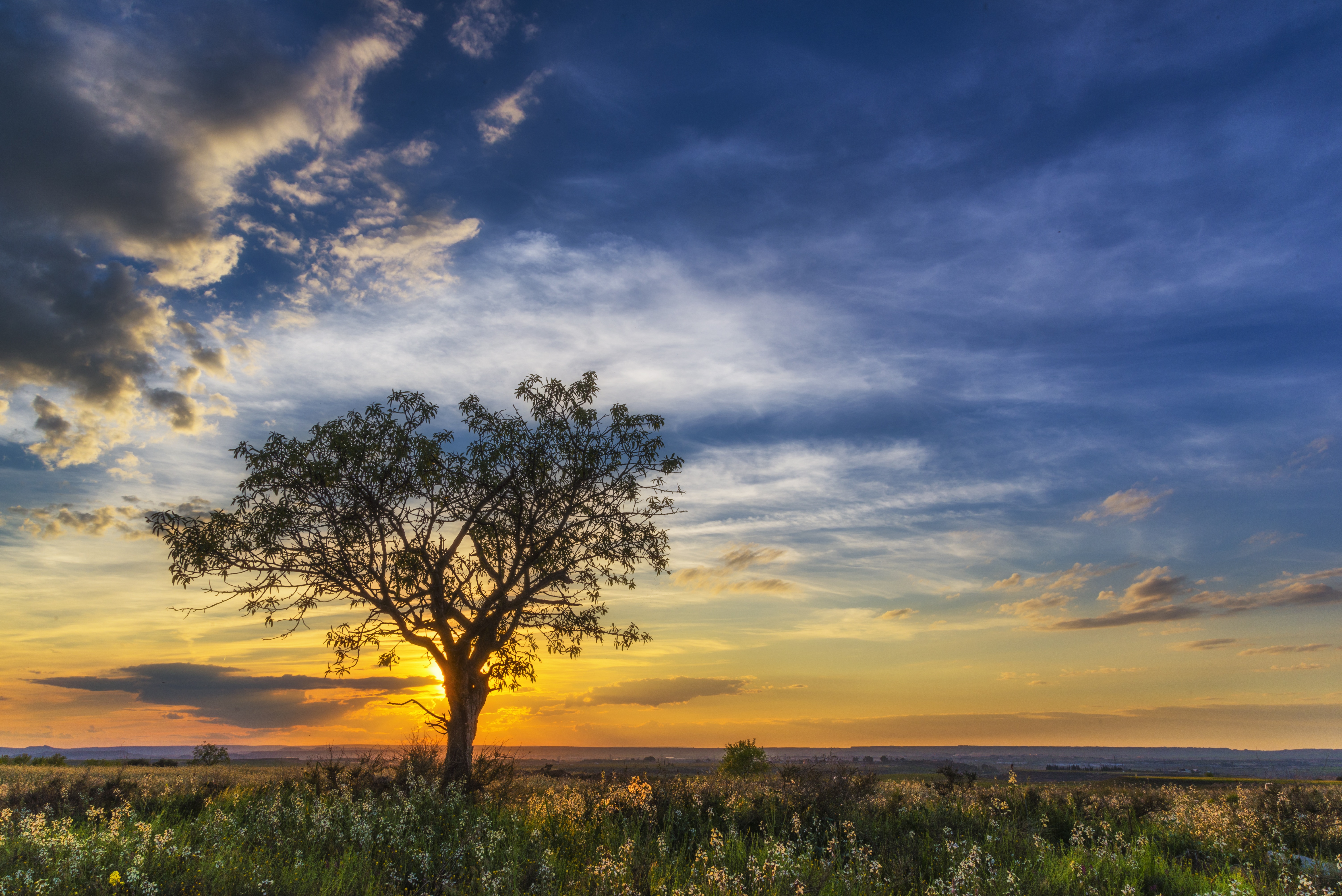 Free photo A lone tree in a field at sunset