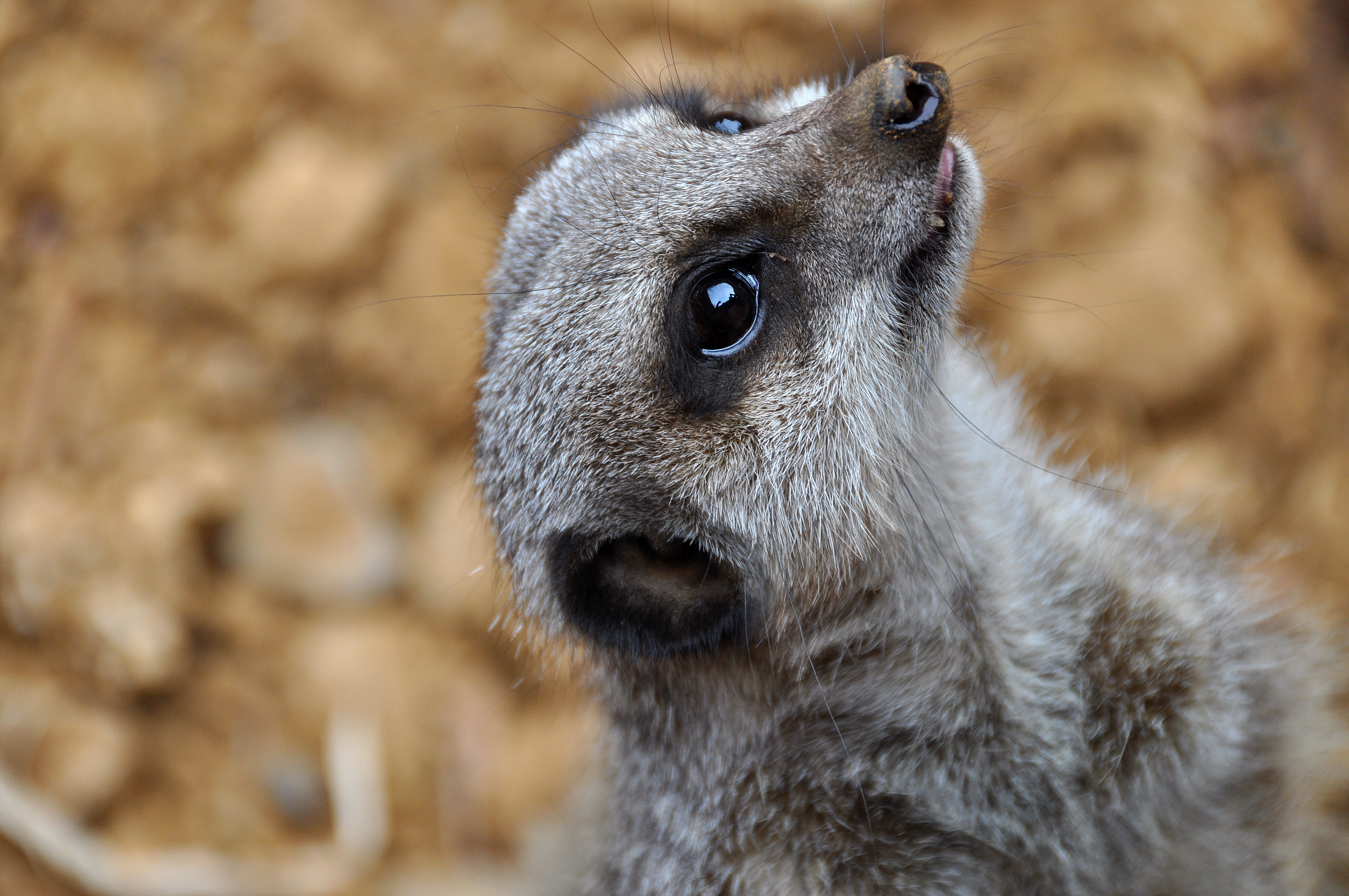 Wallpapers Meerkat close-up Chester Zoo on the desktop