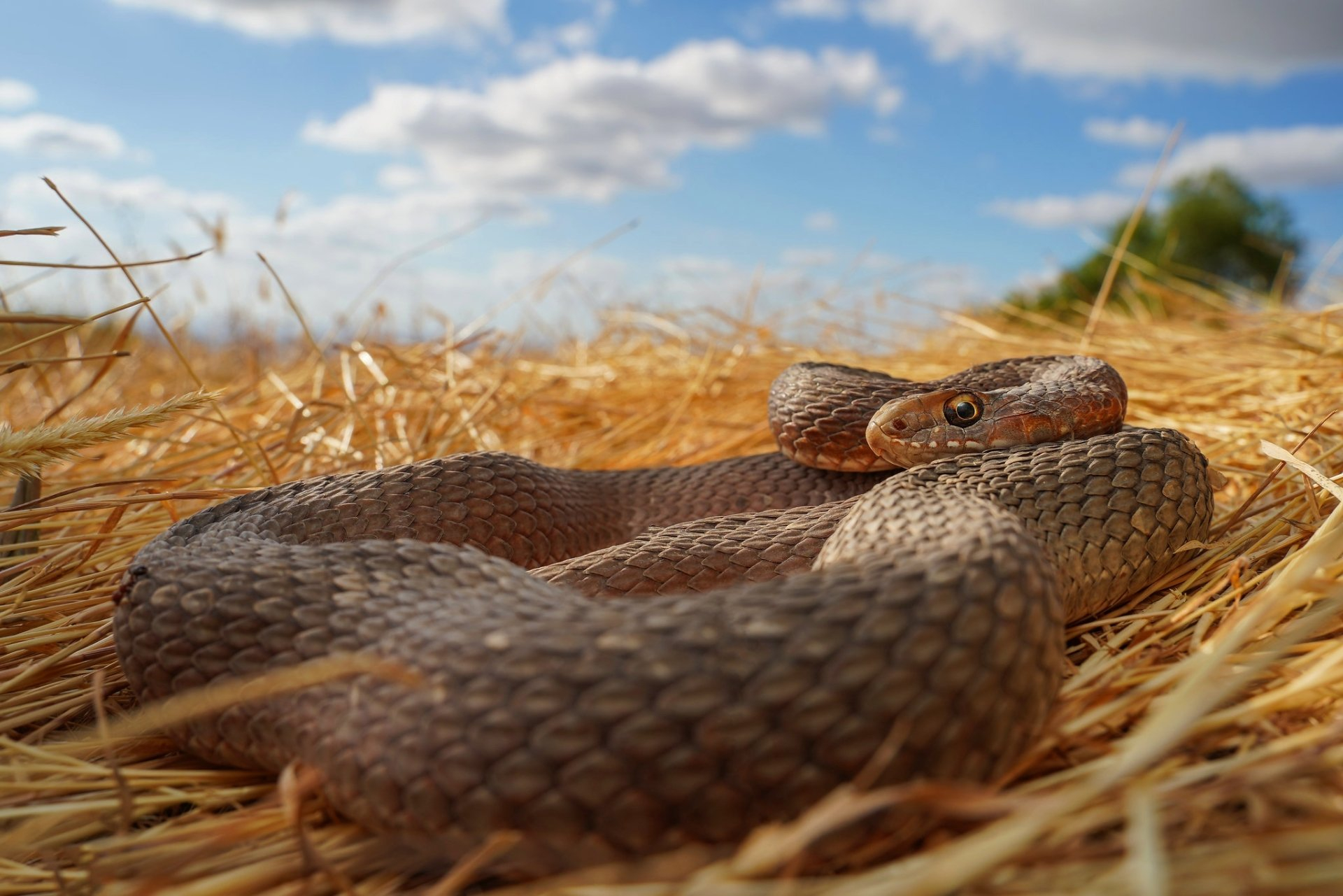 Free photo A venomous snake resting on straw.