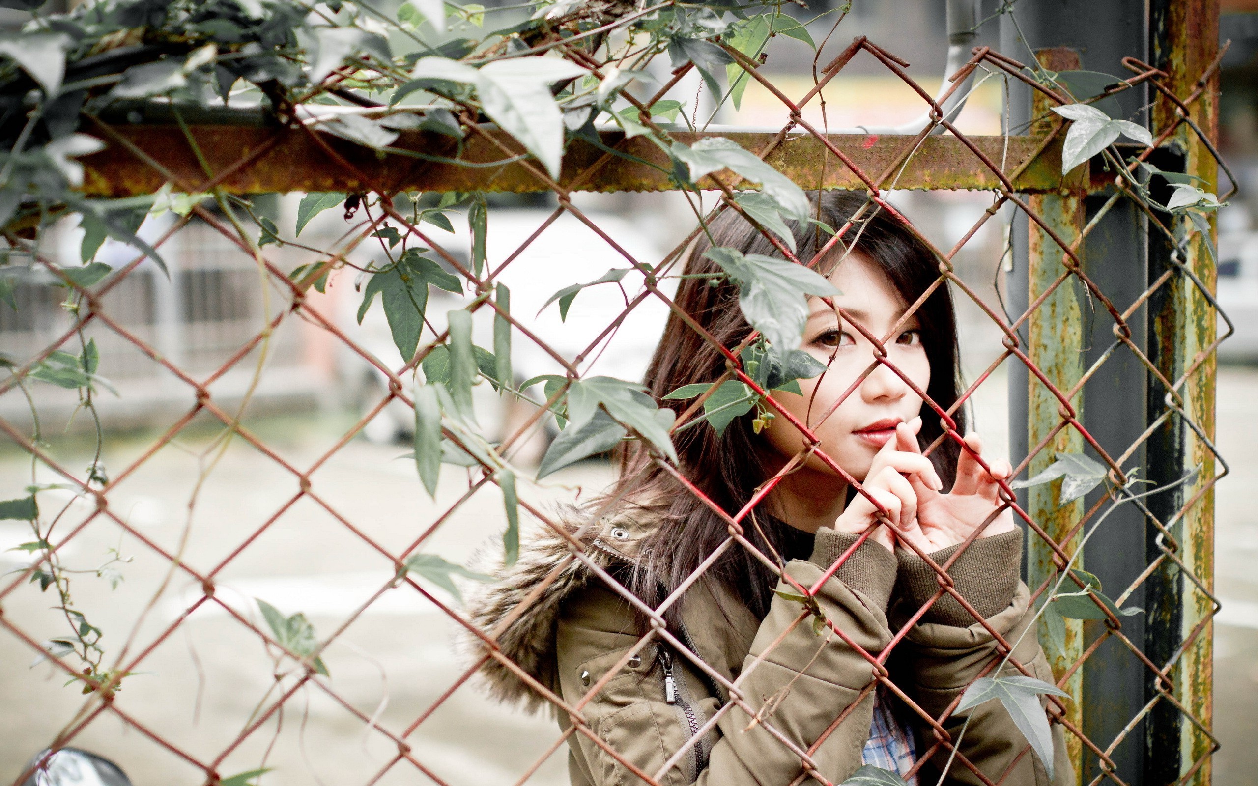 Обои Азия глубина резкости забор на рабочий стол