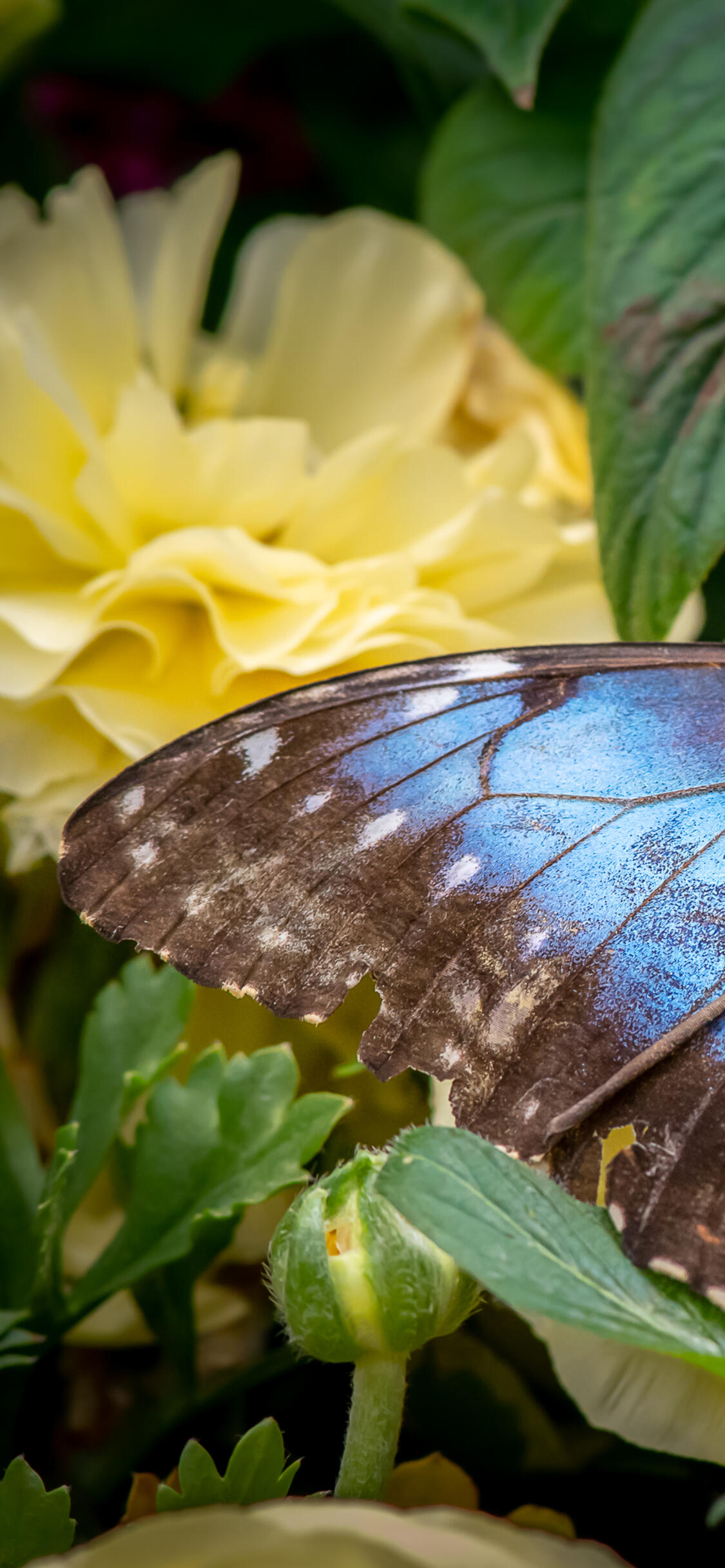 Бабочки фото бесплатно Бабочки фото бесплатно